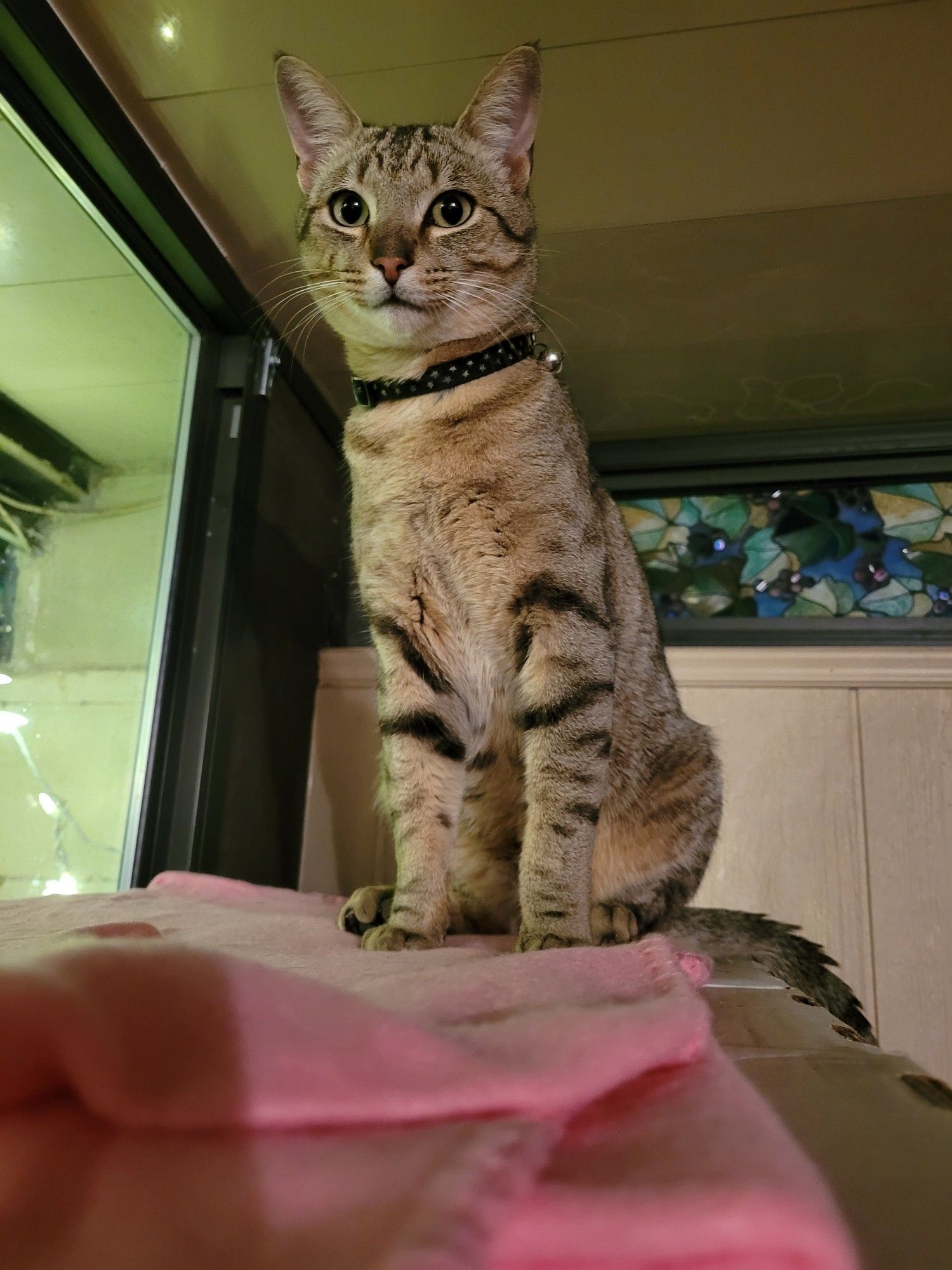 Churro, a small buff dilute tabby cat, sits very tall and proud on a pink blanket on top of a high shelf. He wears a black collar and has golden eyes.