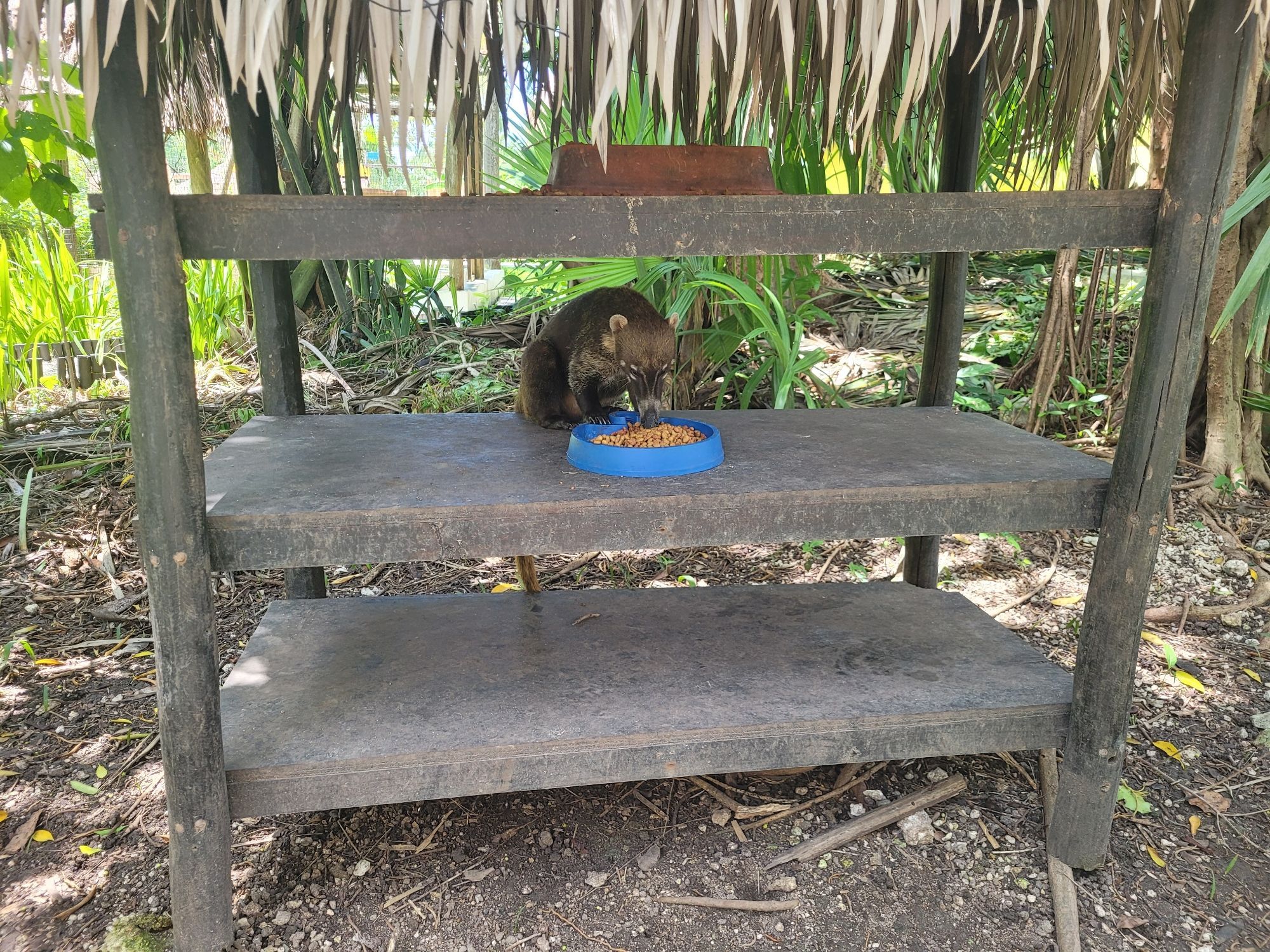 A reddish brown coati crunching on cat food from a blue dish, in a small wooden hut of shelves.