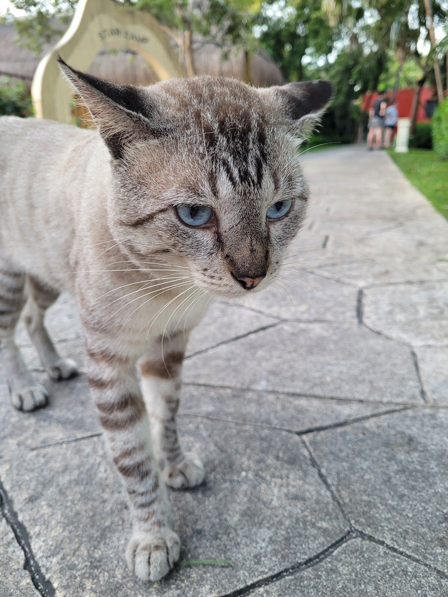 A grey tabby/Siamese mix stray cat with beautiful blue eyes. He is all leg and quite thin.