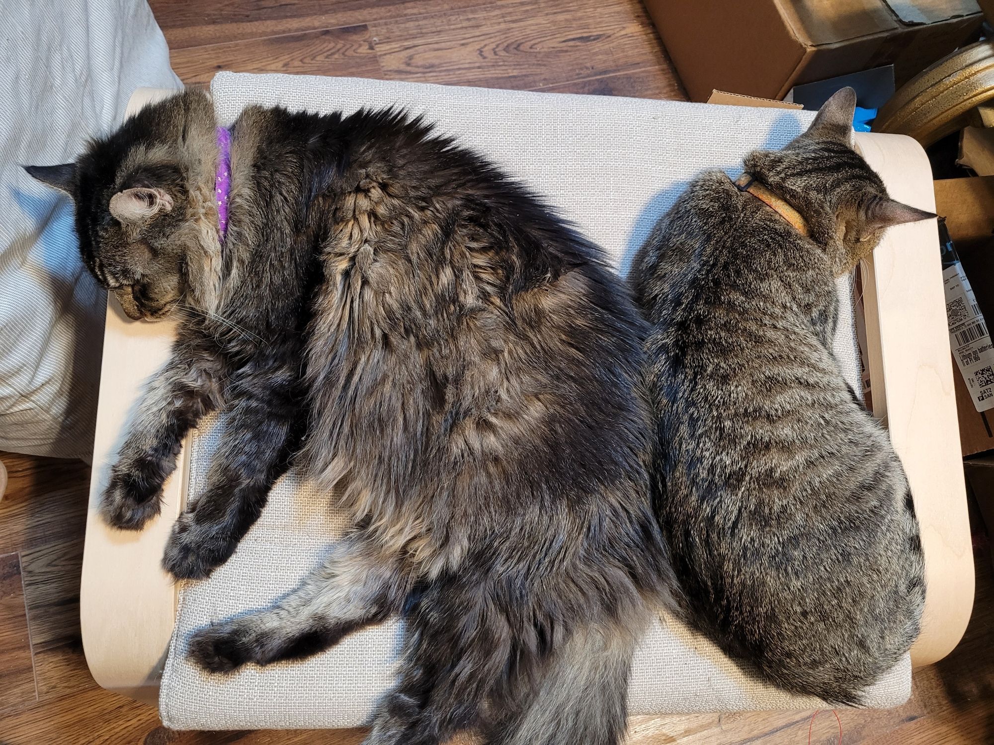 Two brown striped cats lie back to back on an Ikea ottoman. The left cat is very fluffy and large, the right cat is smaller with shorter fur.