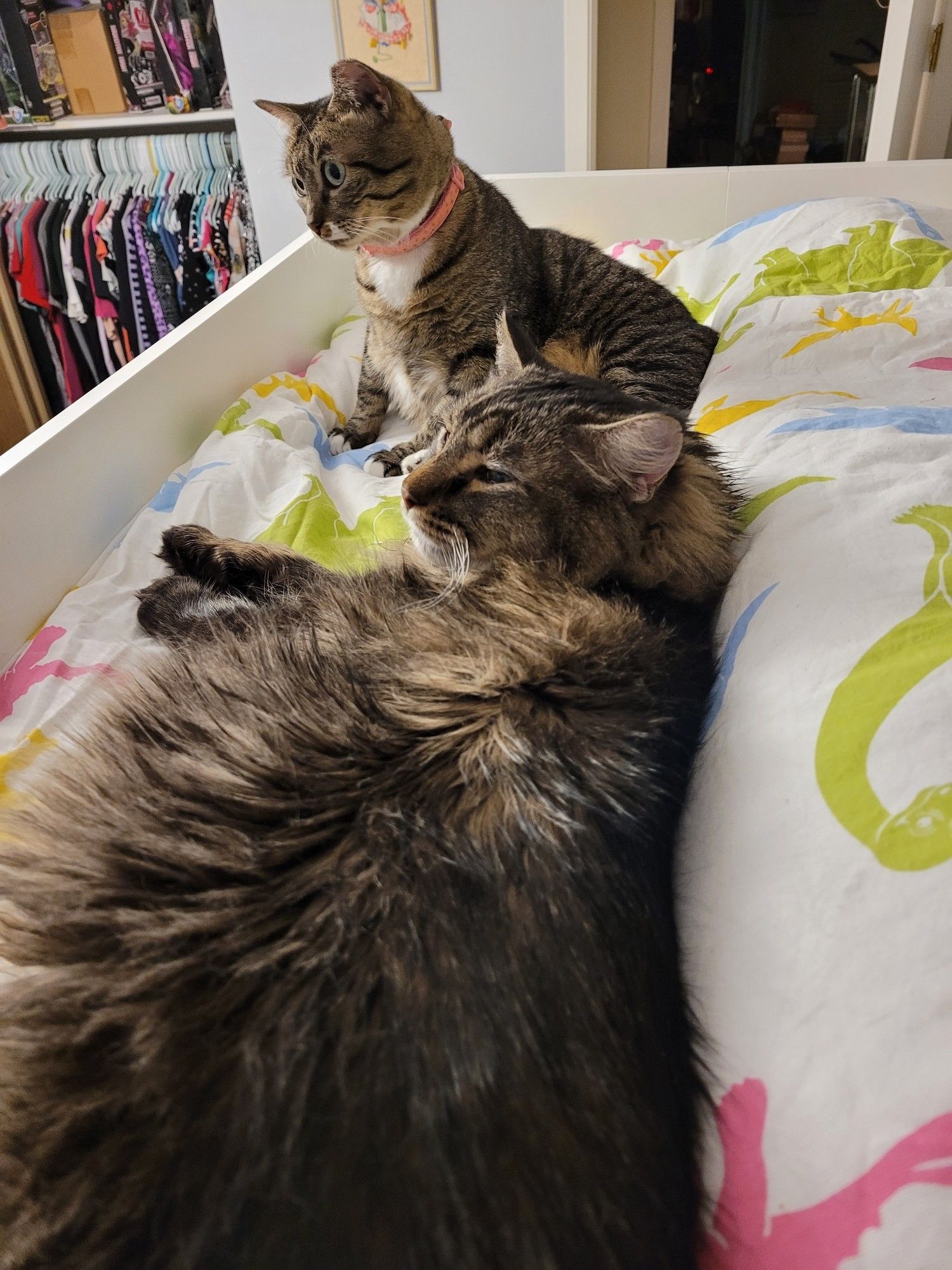 In the foreground, a very fluffy brown Maine Coon mix cat reclines on a colorful dinosaur print Ikea duvet. In the background, a small brown striped tabby cat with white accents sits and looks into the distance.