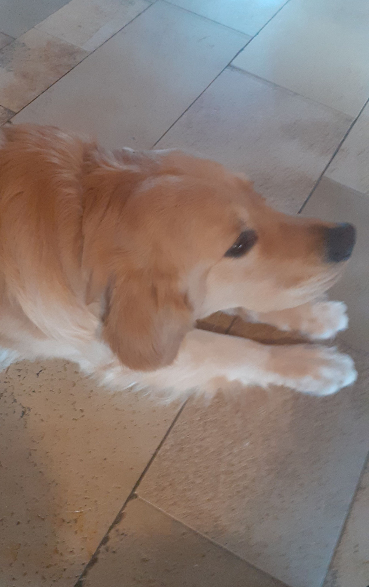 Mein Golden Retrierer auf dem Boden liegend, nur kopf und Schulter sind zu sehen.