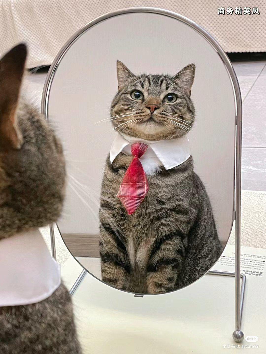 A brown striped cat looking at itself in the mirror, while wearing a white collar and a small red tie.