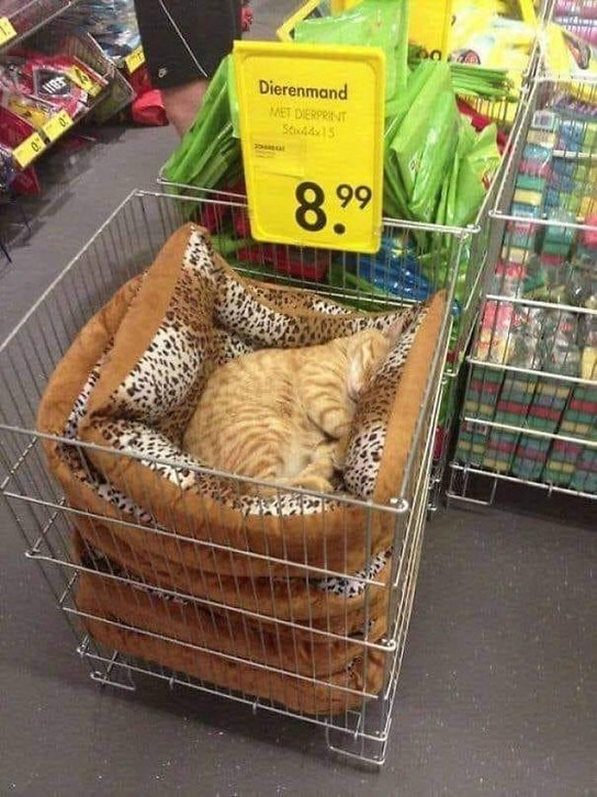 A cat sleeps in a pile of beds for sale in a store