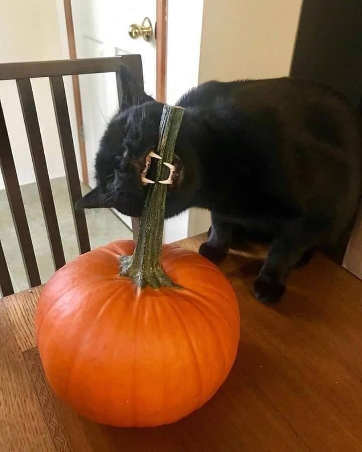 A black cat is biting a large green stalk attached to a pumpkin.