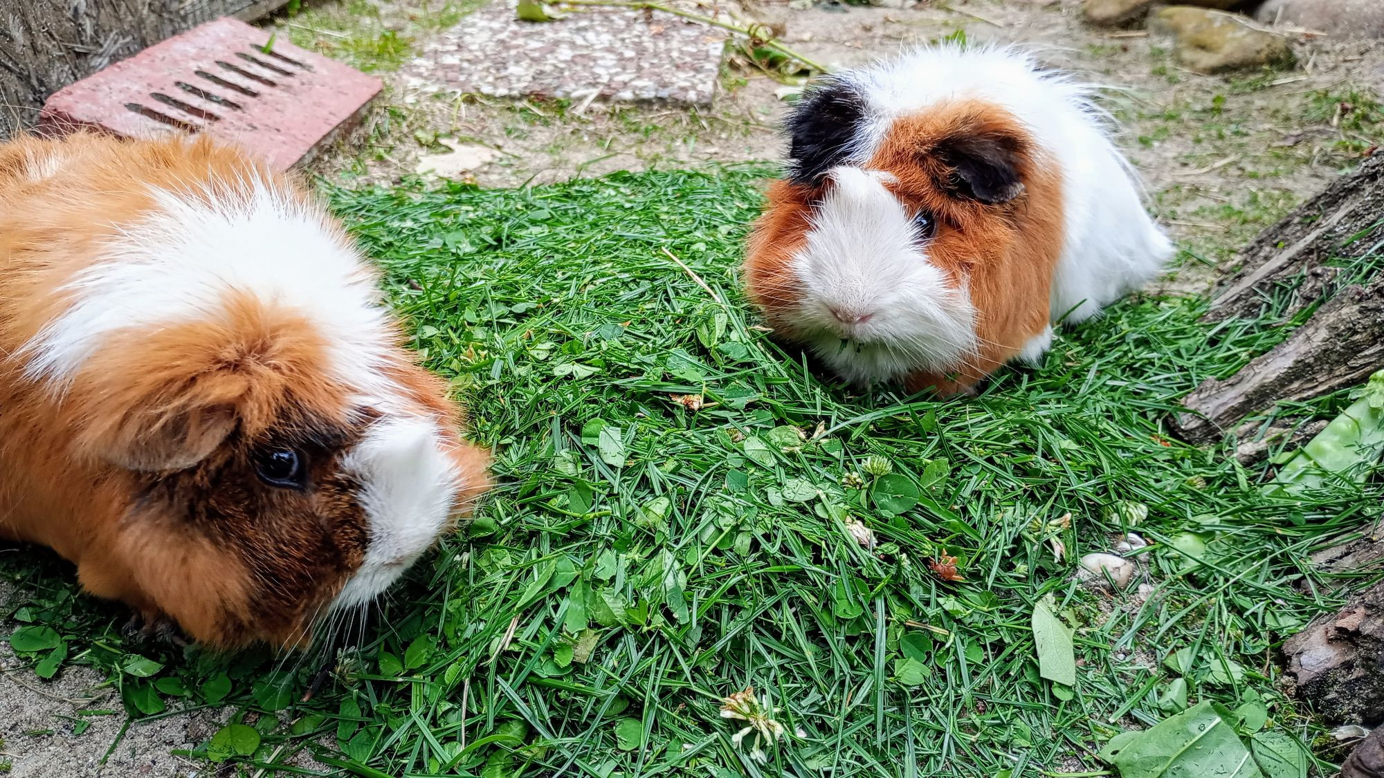 Zwei Meerschweine in ihrem Gehege mit einem Berg frisch gemähtem Grünzeug.