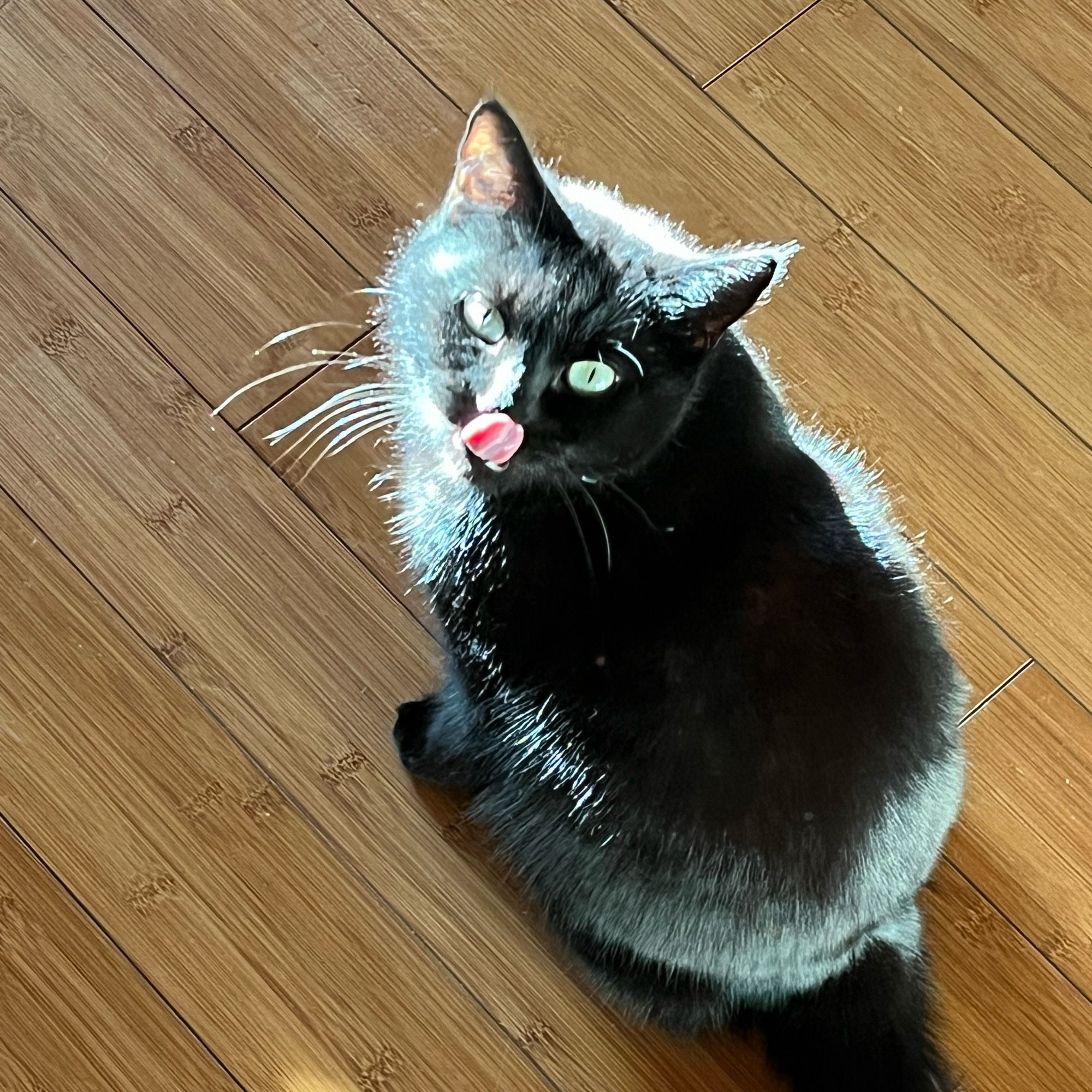 Annie the cat, a black cat, sitting on a wooden floor in the sun, looking back at the camera, sticking out her tongue.