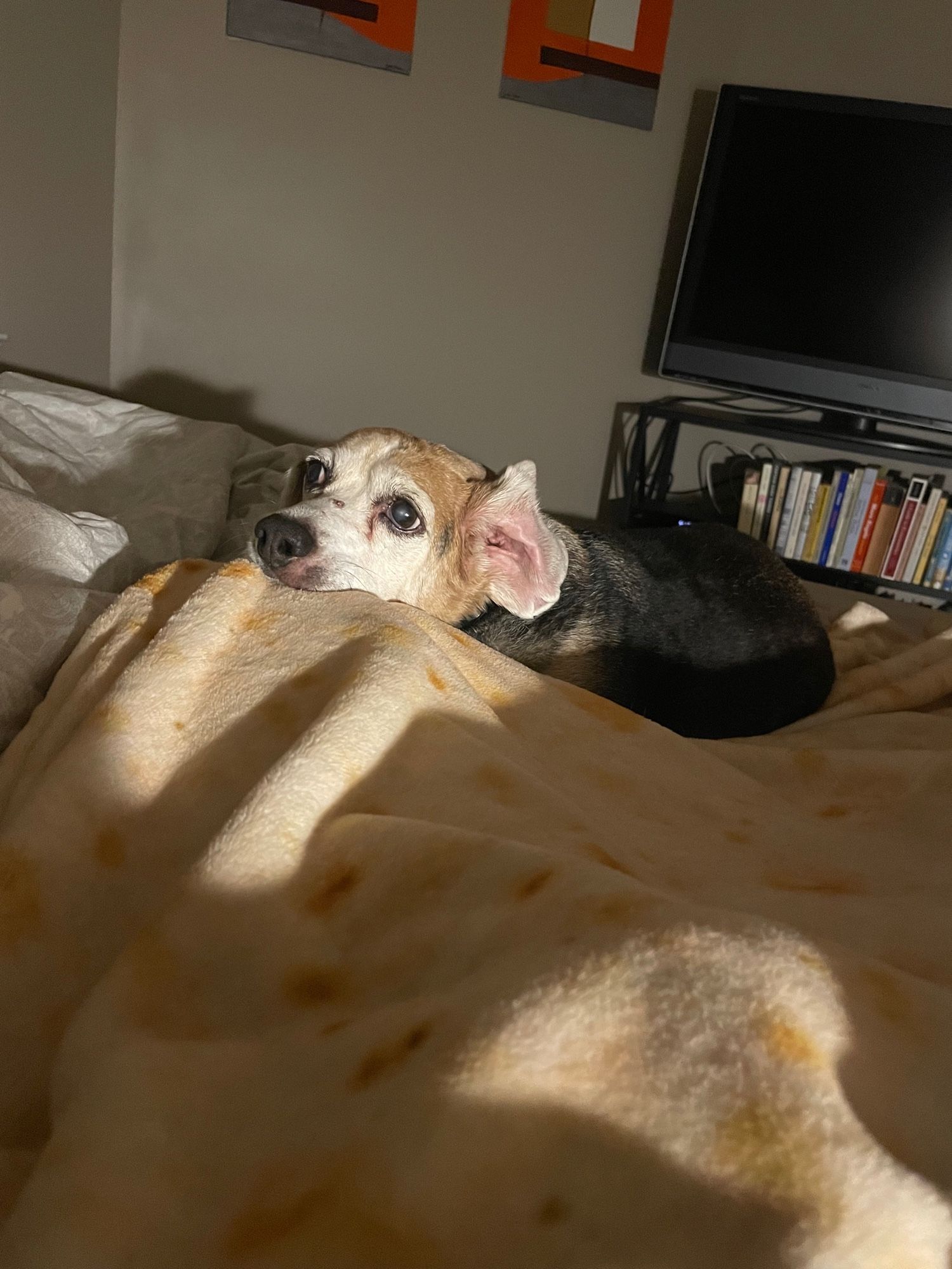 A small sad old beagle with his face on a tortilla blanket