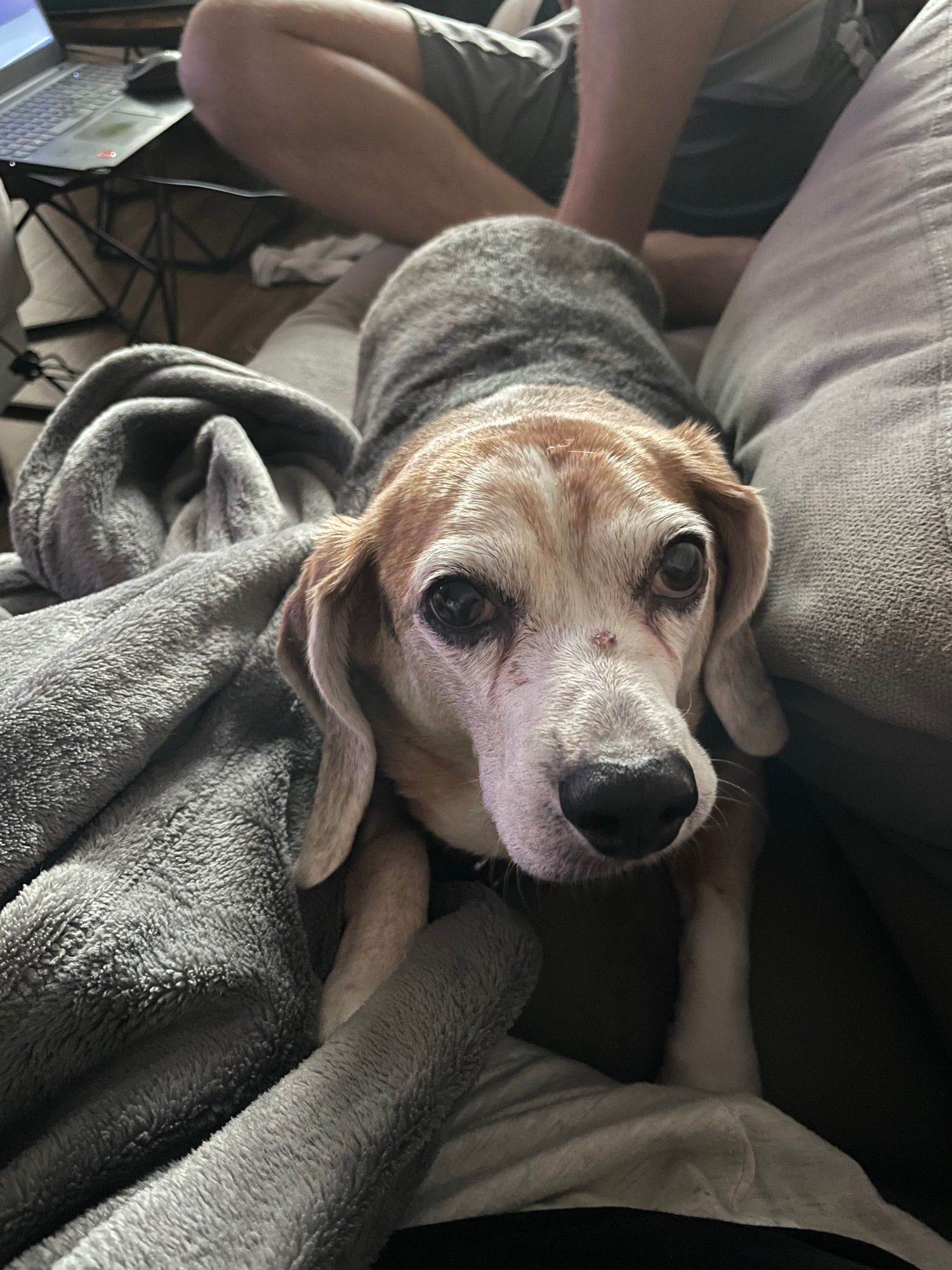 A small old beagle on a soft grey blanket