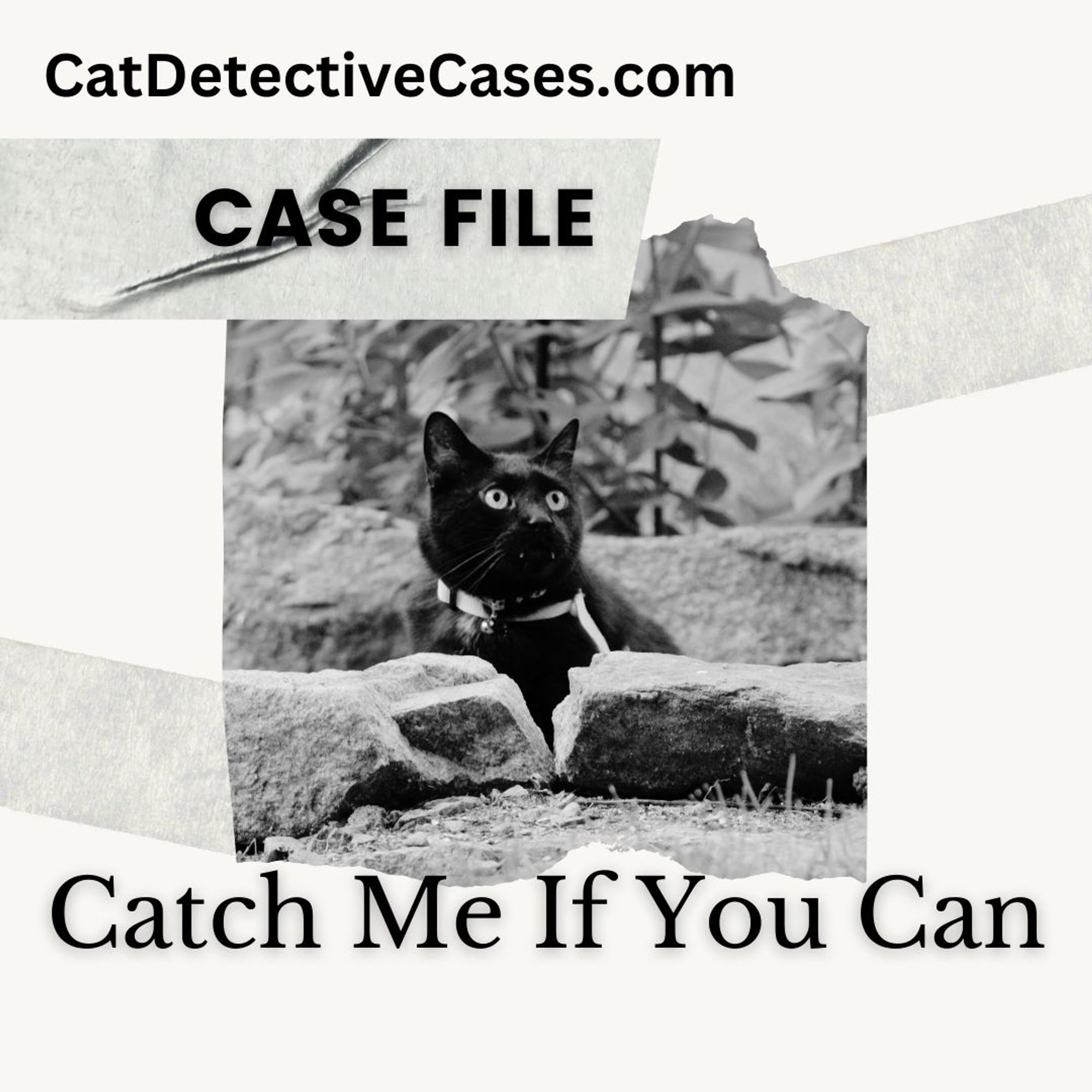 Background of crinkled paper with strips of tape holding a "torn" black and white photo of black cat Gus. Text: CatDetectiveCases.com, Case File, Catch Me if You Can
