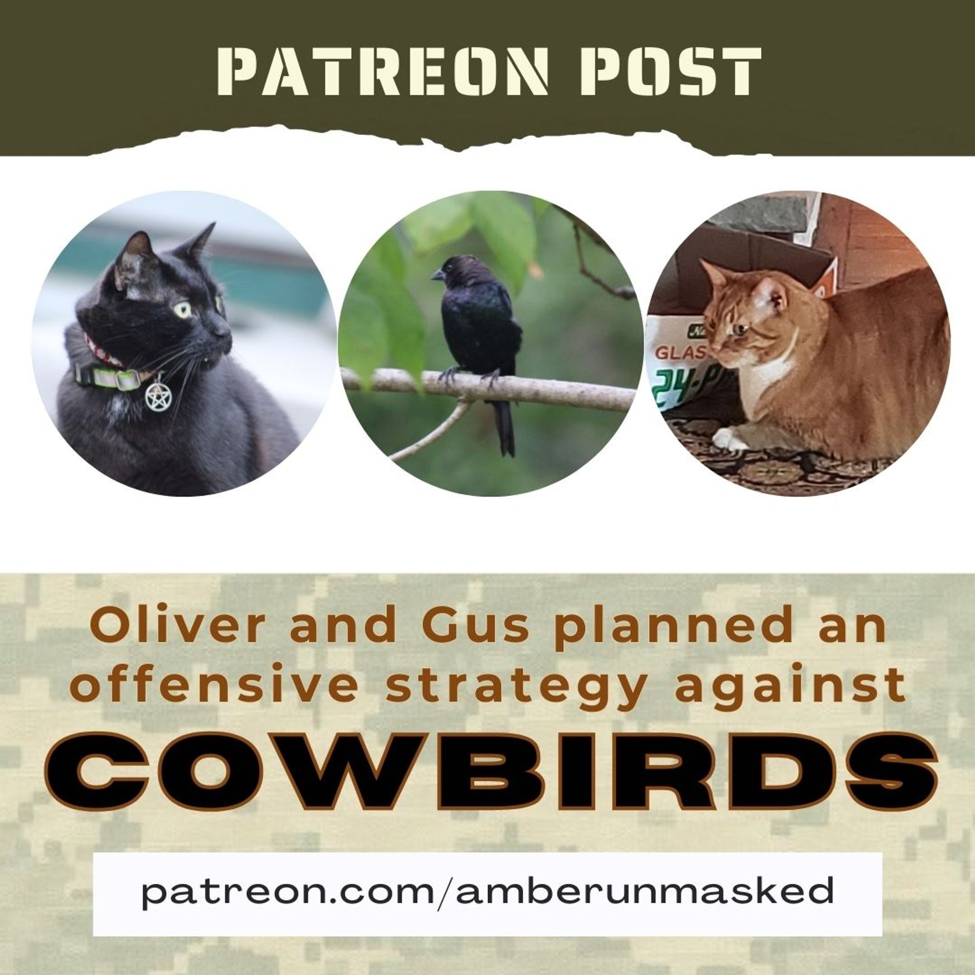 text on top: Patreon Post
3 images in circles: black cat Gus, a cowbird perched on a branch, orange and white cat Oliver
text below on camouflage background: Oliver and Gus planned an offensive strategy against cowbirds.
patreon.com/amberunmasked
