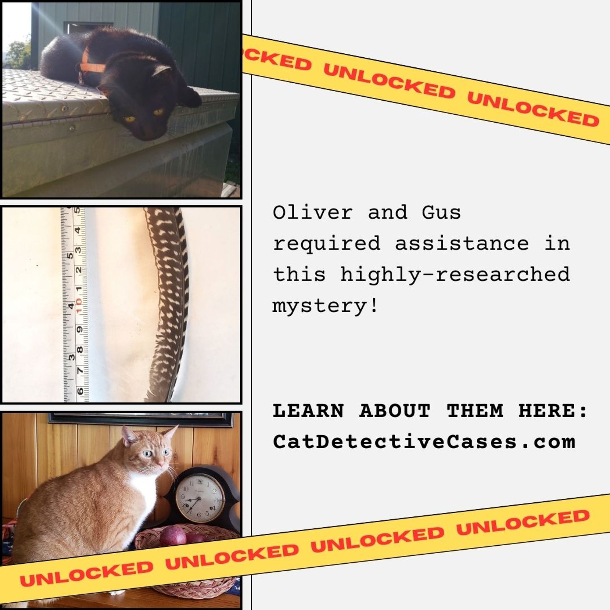 collage: 3 images on the left: orange and white tabby Oliver lying on a decorative carpet; a brown feather with white speckled dots next to a measuring tape; black cat Gus sitting in the grass; "UNLOCKED" banner tape criss-crossed over the image; text on the right: Oliver and Gus required assistance in this highly-researched mystery! LEARN ABOUT THEM HERE: https://www.catdetectivecases.com/year8-casefile19/