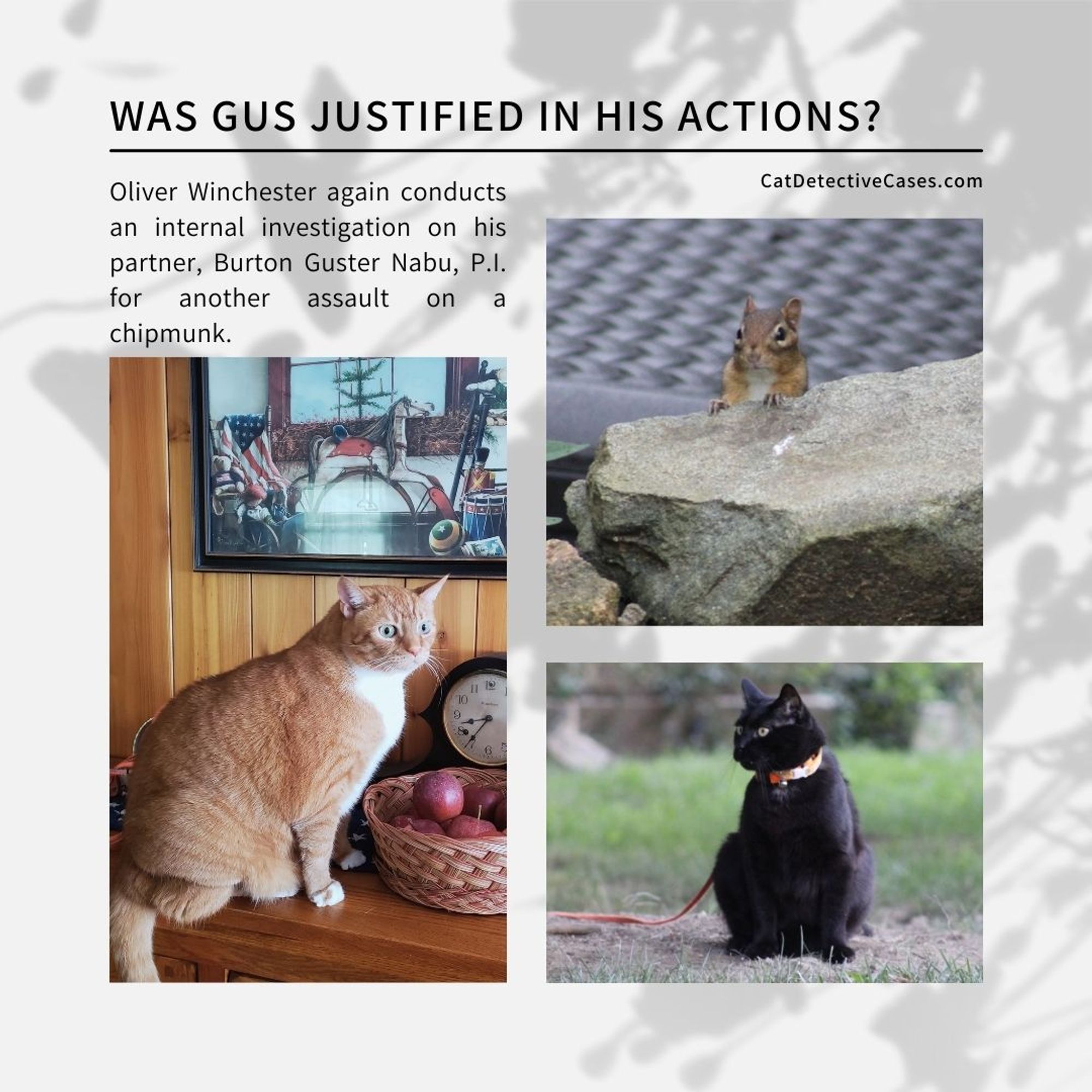 Collage: in all capitals, "Was Gus Justified in His Actions?" In a smaller paragraph: "Oliver Winchester again conducts an internal investigation on his partner, Burton Guster Nabu, P.I. for another assault on a chipmunk." 3 images: orange and white tabby Oliver sitting in a wood paneled room next to a basket of apples; a chipmunk peeking up from behind a rock; black cat Gus sitting tall outside on a patch of dirt surrounded by grass.