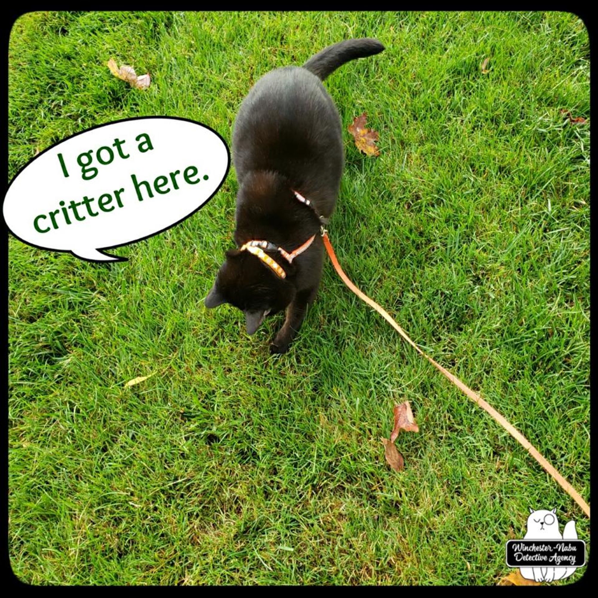 black cat Gus in the grass with a paw out to tap something underground; "I got a critter here."