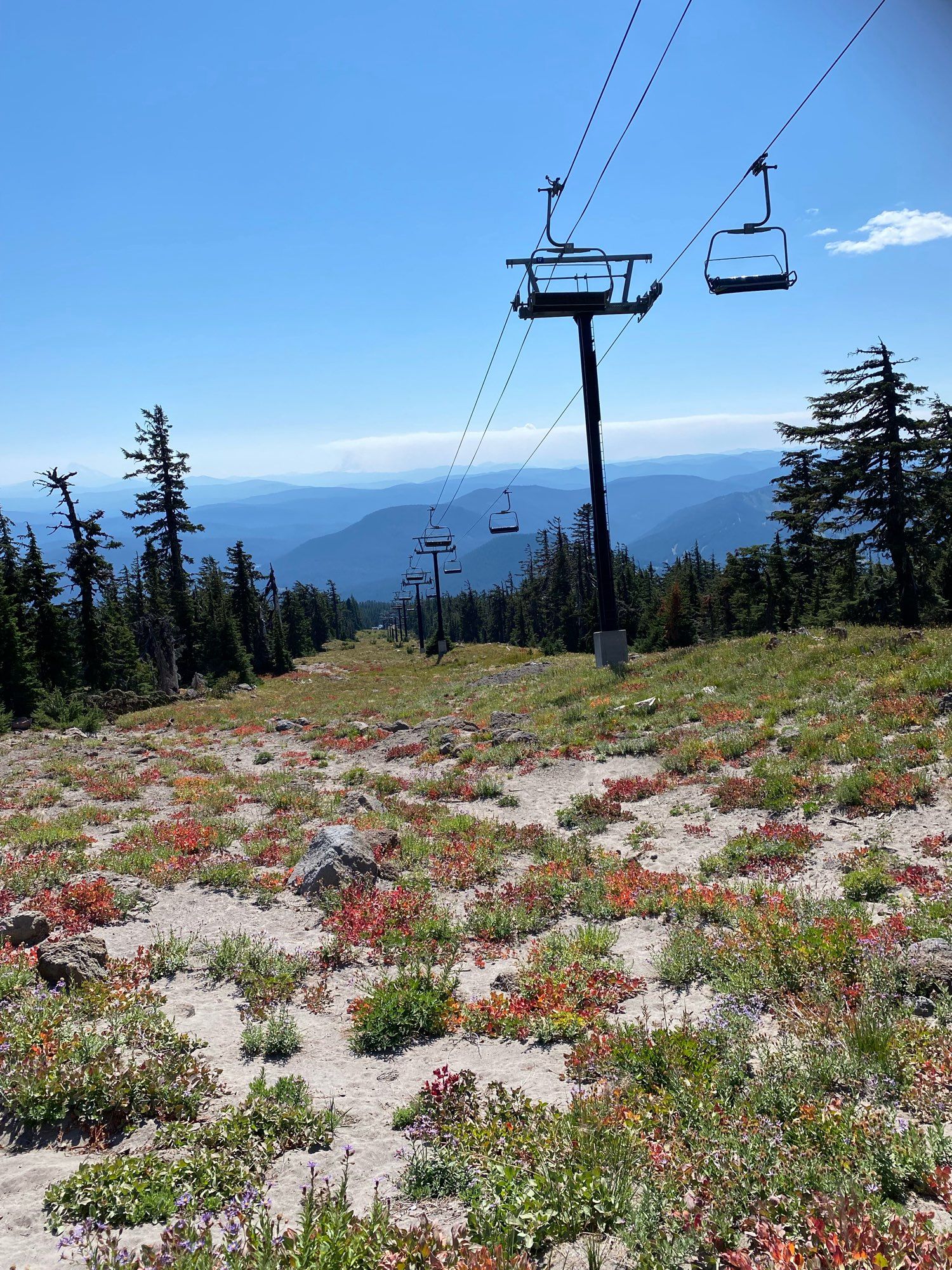 A ski lift route with support tower, lift, & wires. It's summer so there's no snow on the ground. The corridor under the lift has been cleared of trees and is full of patchy growth of mountain wildflowers like lupines. To either side are evergreen trees, mainly pine. They are stunted and both spindly and twisted due to being really close to the timber line on the mountain. The far horizon  is deep blue and forested mountains and hills. The sky is almost totally clear blue with a couple small clouds