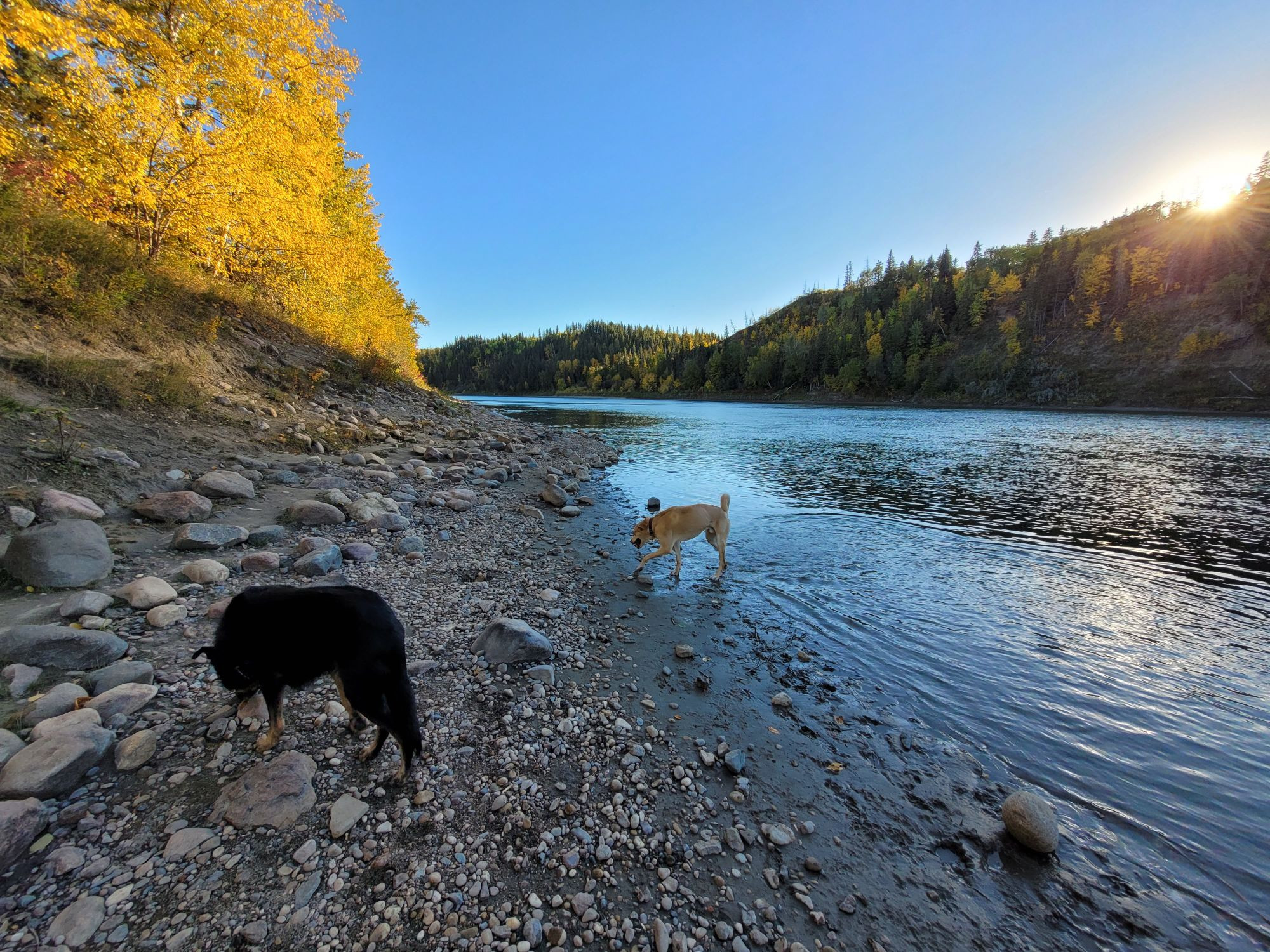 Two dogs on a riverbank with the sun setting on a fall day. 