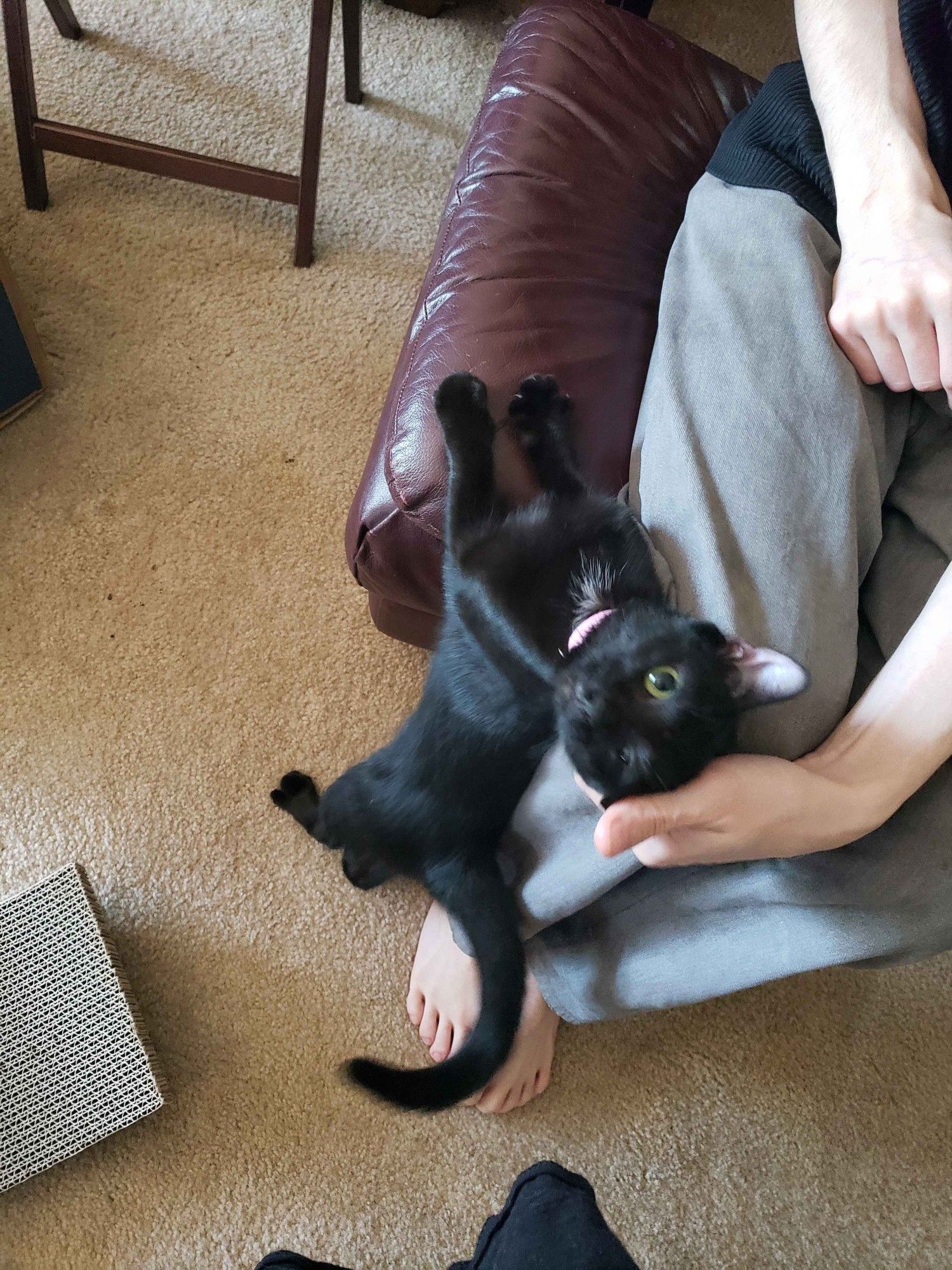 blurry photo of a black on her hind legs being petted on the head by my partner