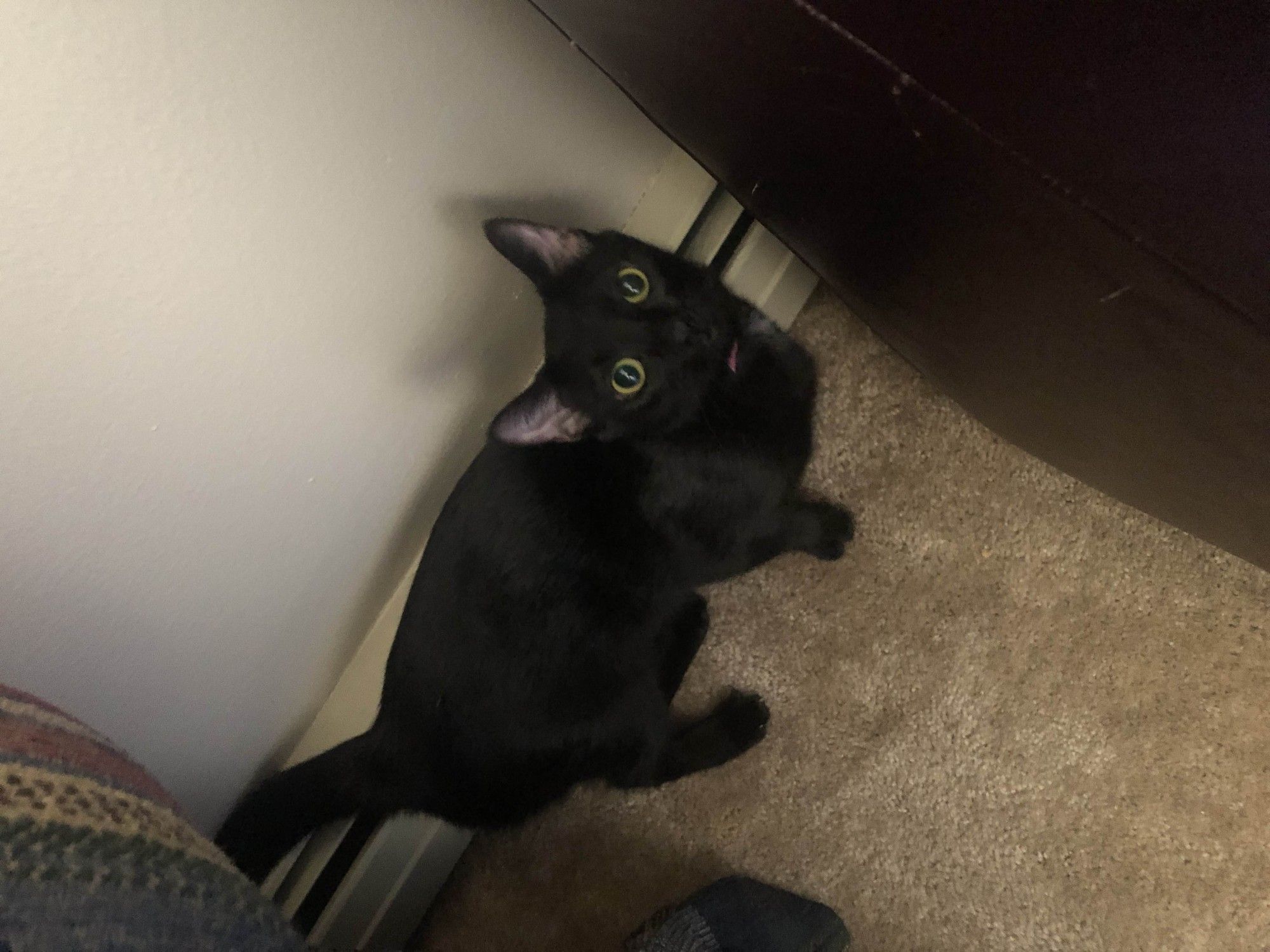 photo of a small black cat, standing against the wall between two chairs