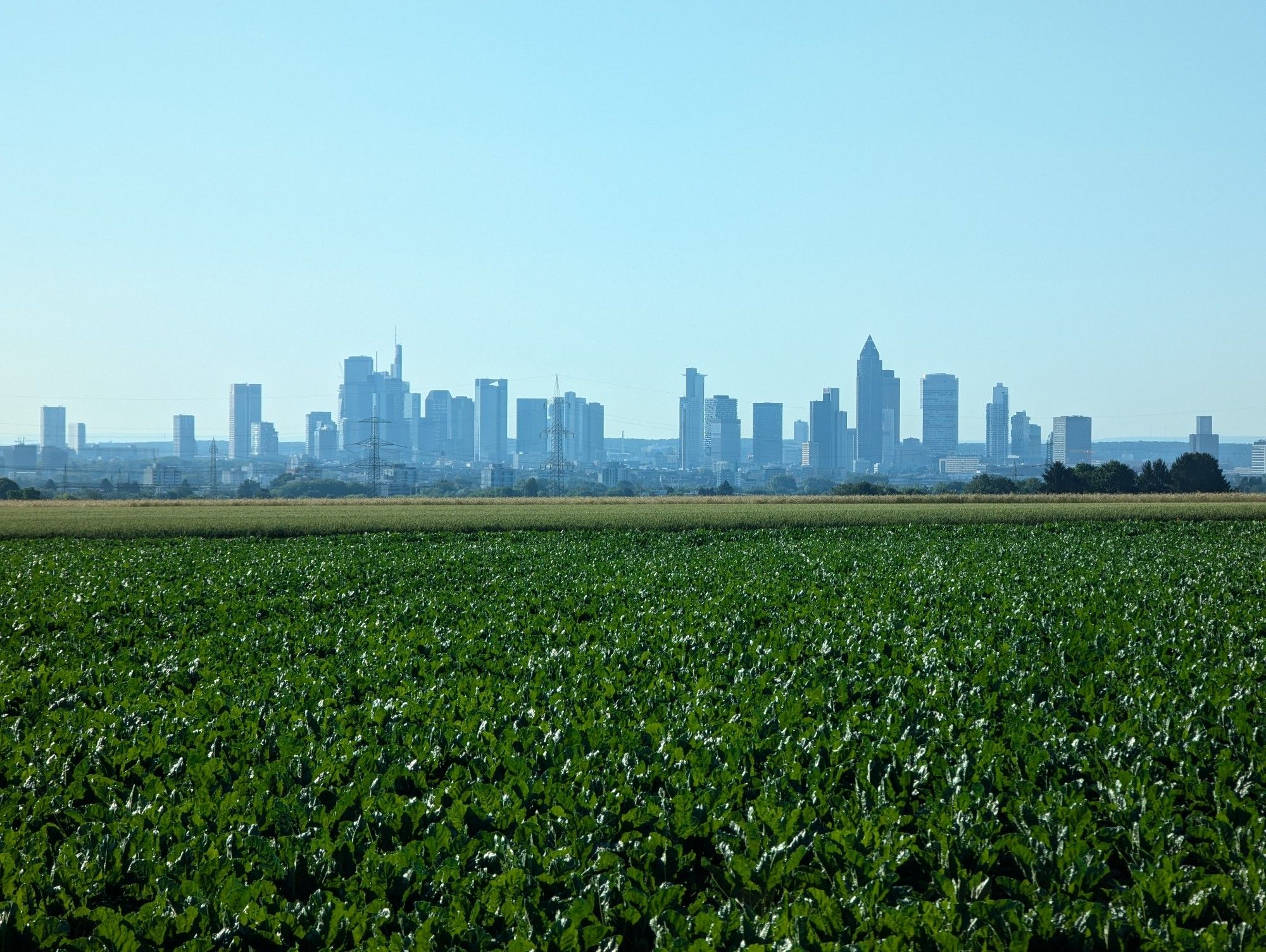 Frankfurter Skyline bei Sonnenschein