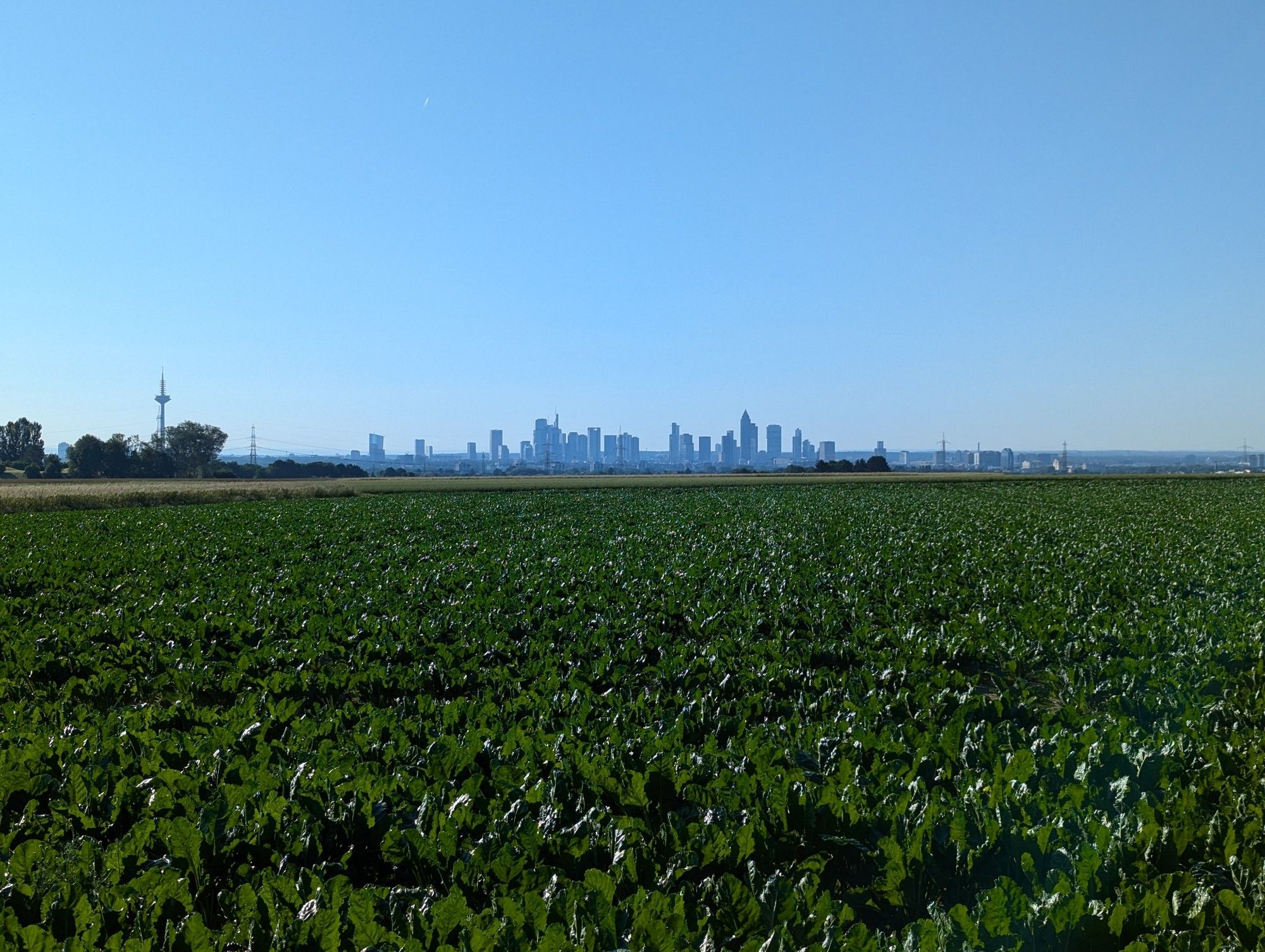 Frankfurter Skyline bei Sonnenschein