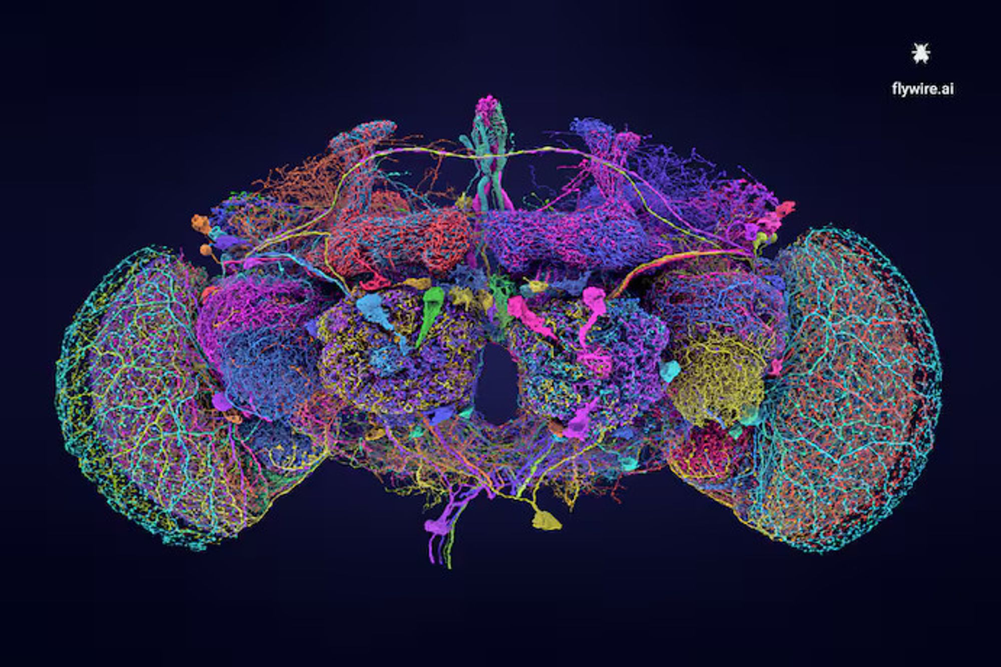 digital map of a fly brain