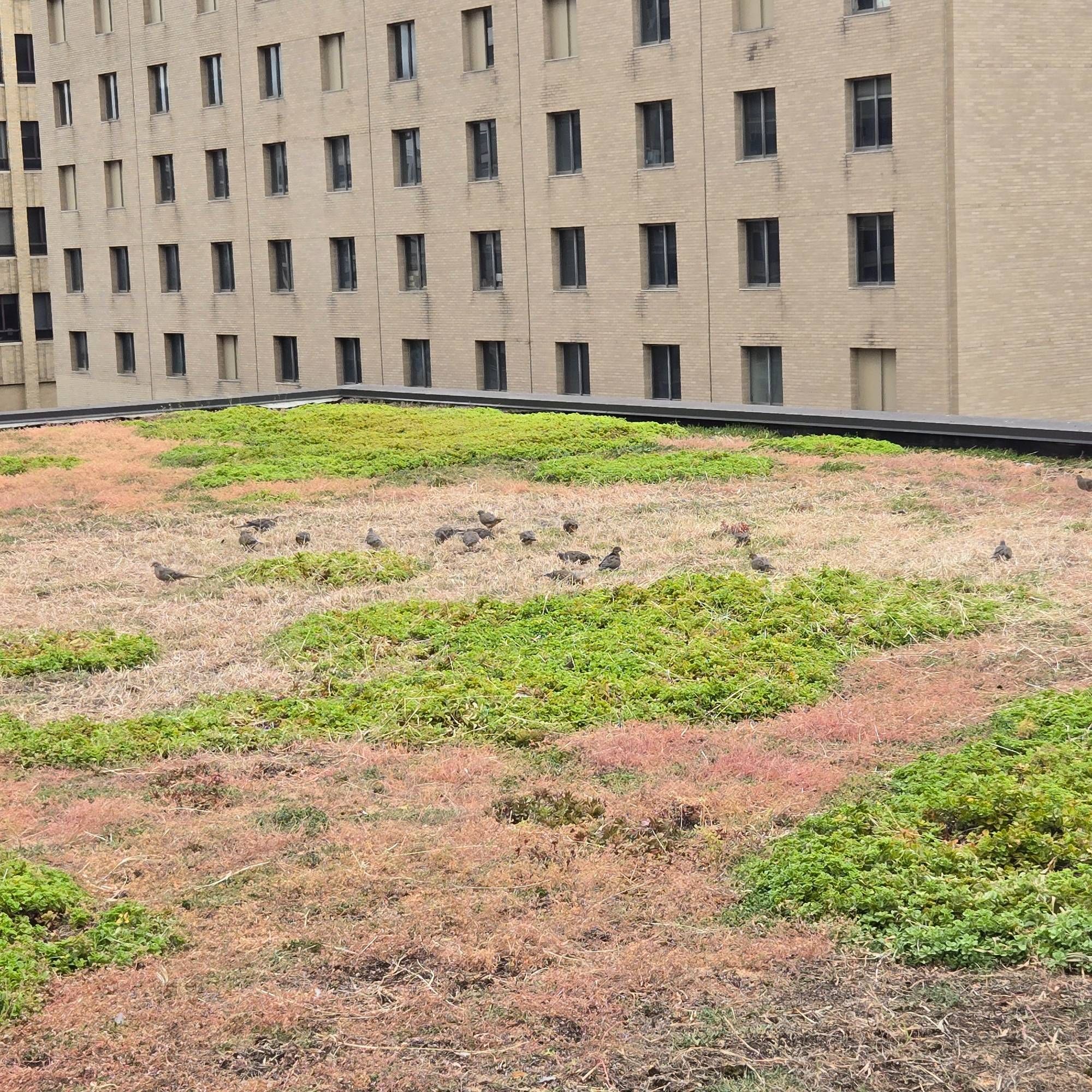 A group of about 18 mourning doves are scattered on a roof that has plants on it. A low riser defines the edge of the roof. In the background is a multistory building with light facade and uniform rows of windows. It is part of the former Hahnemann Hospital building complex.