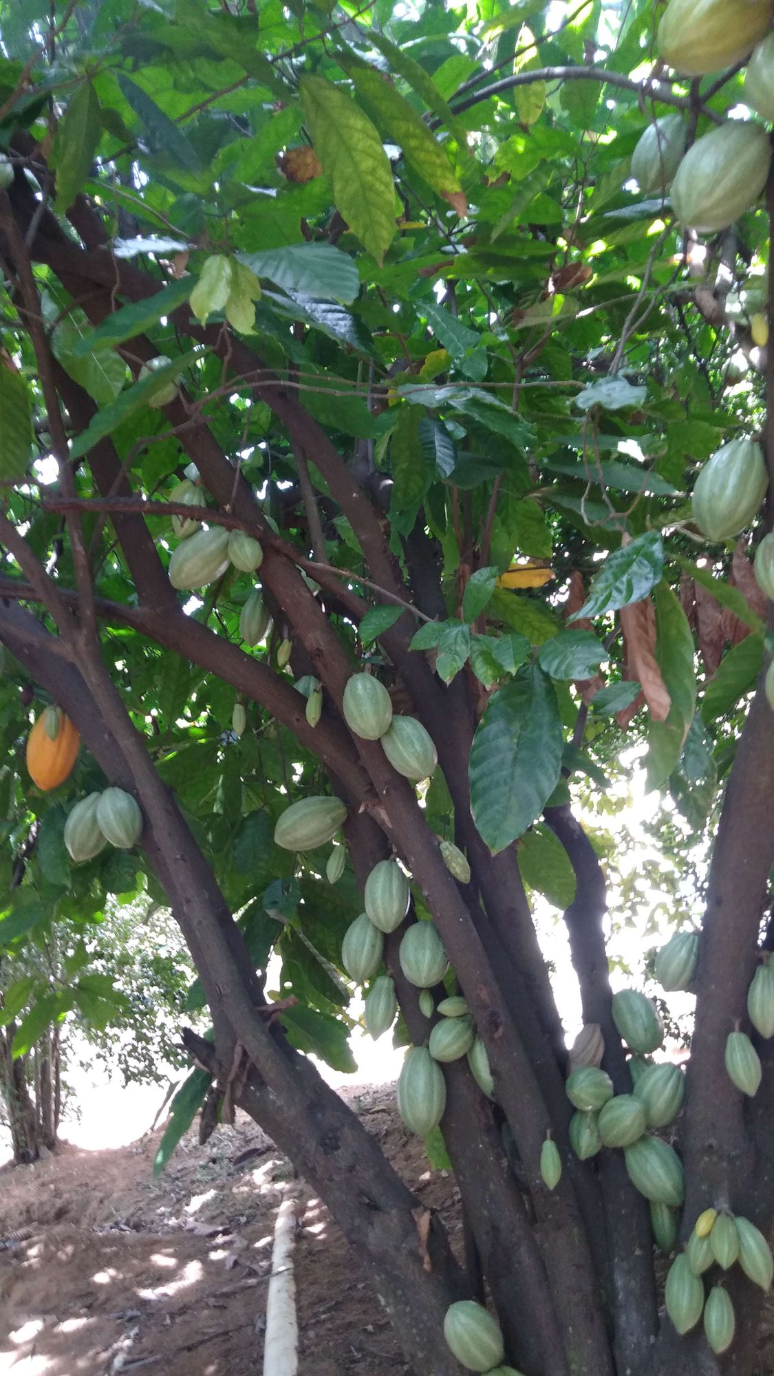 Cacau (Theobroma cacao). Foto: Peterson do Nascimento.