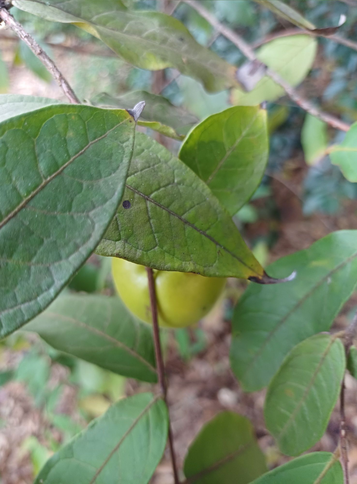 Araça-boi (Eugenia stipitata). Foto: Peterson do Nascimento.