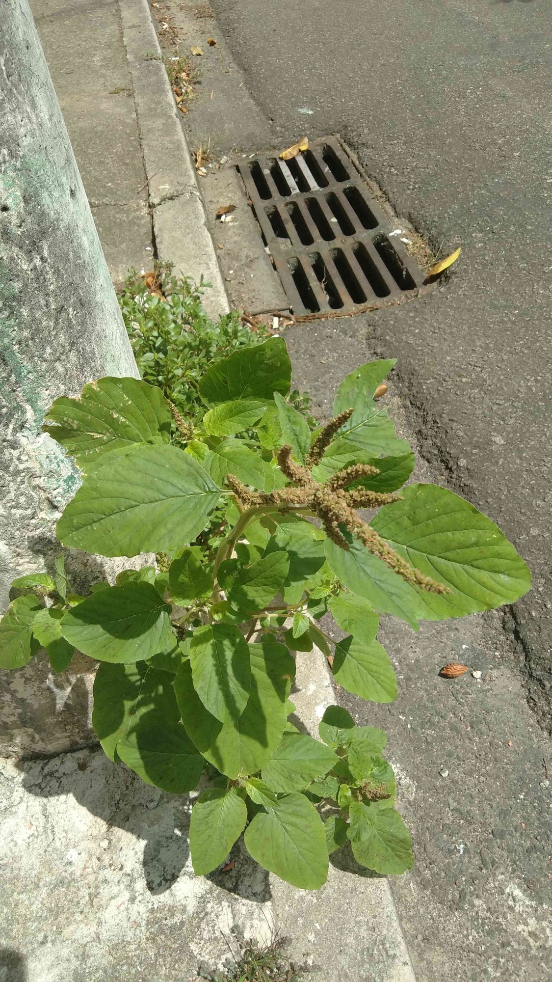 Caruru (Amaranthus viridis). Foto: Peterson do Nascimento.