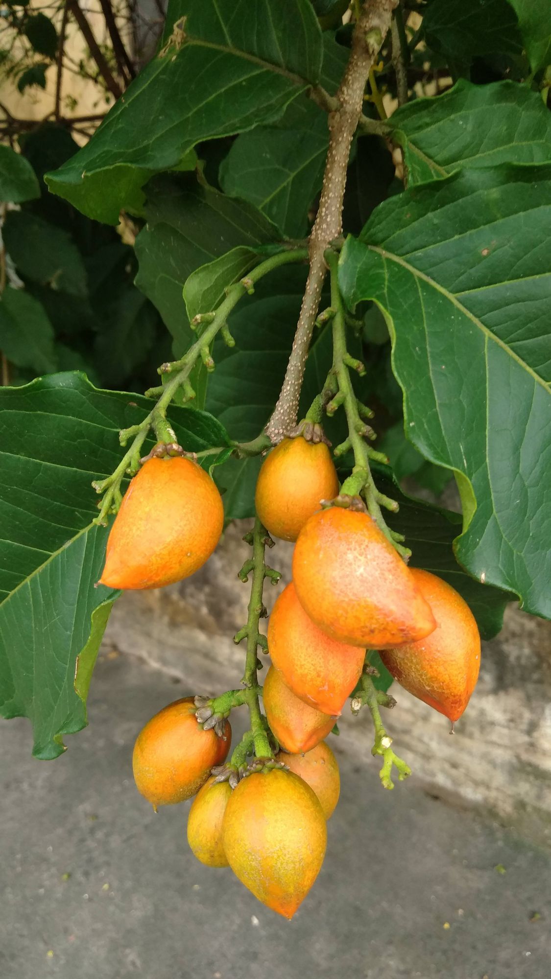 Caferana (Bunchosia armeniaca). Foto: Peterson do Nascimento.