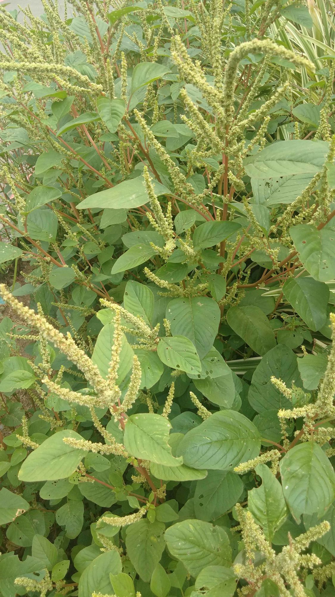 Caruru (Amaranthus viridis). Foto: Peterson do Nascimento.