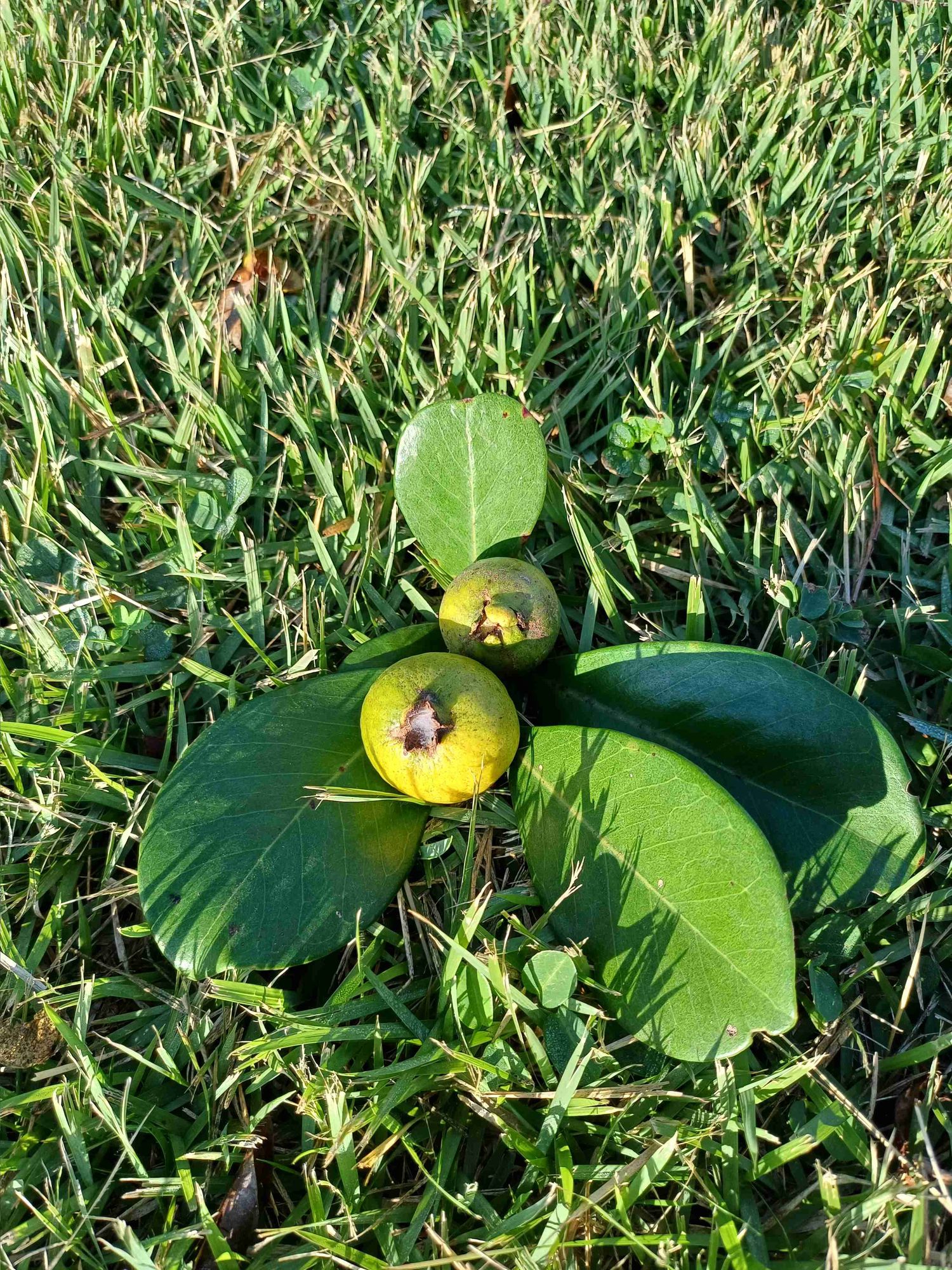 Araçá Amarelo (Psidium cattleyanum). Foto: Peterson do Nascimento.