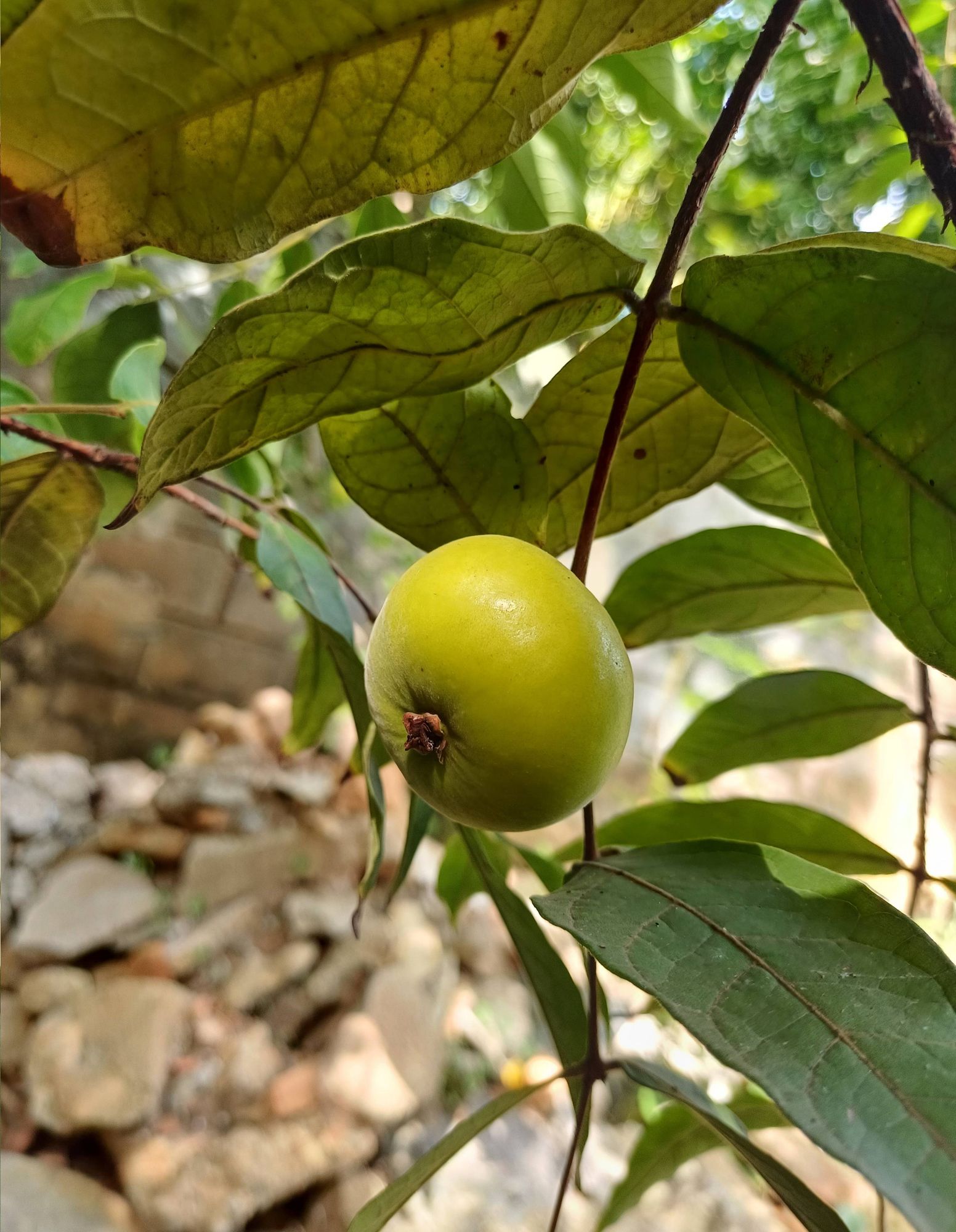 Araça-boi (Eugenia stipitata). Foto: Peterson do Nascimento.