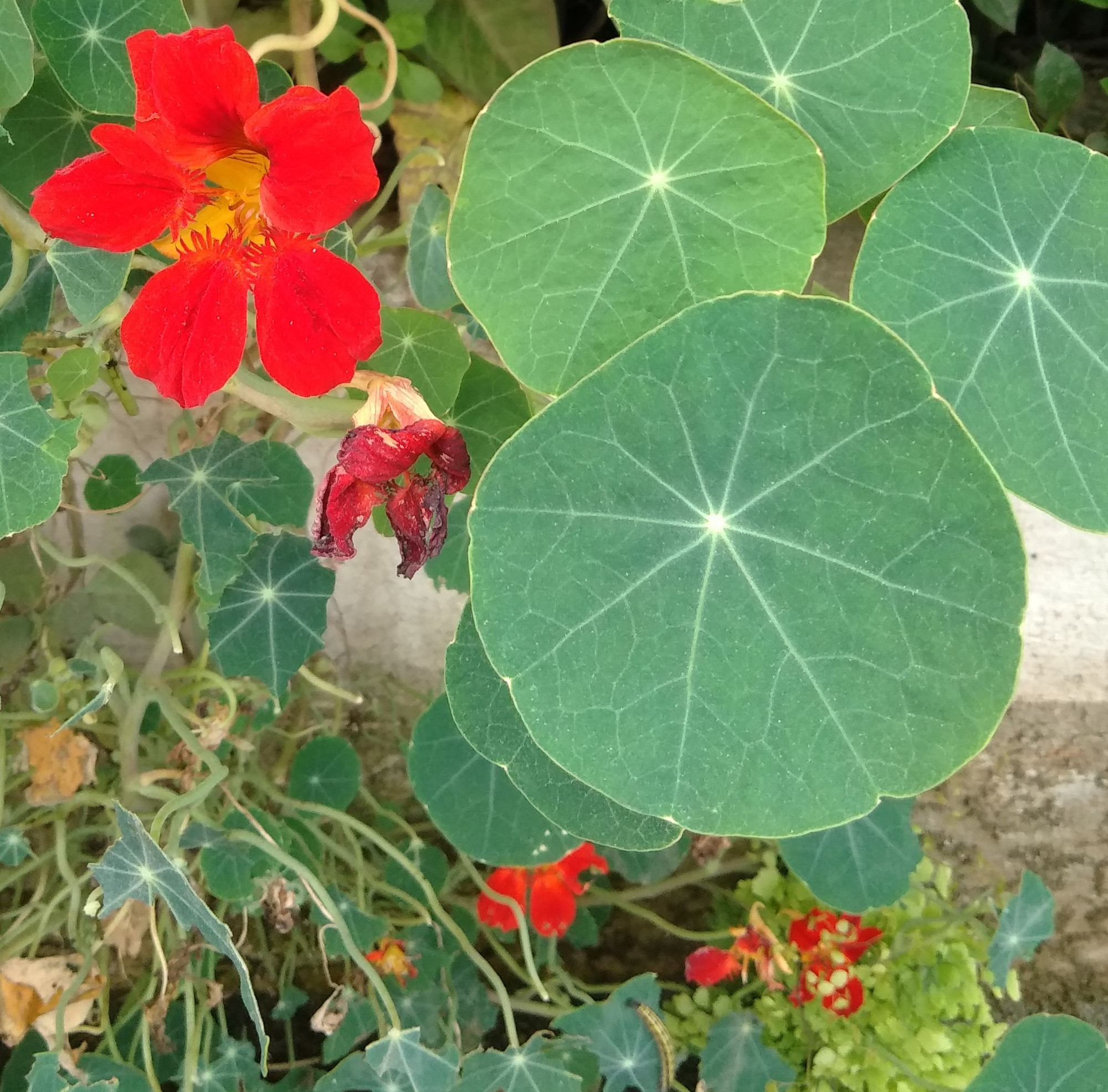 Capuchinha (Tropaeolum majus). Foto: Peterson do Nascimento.