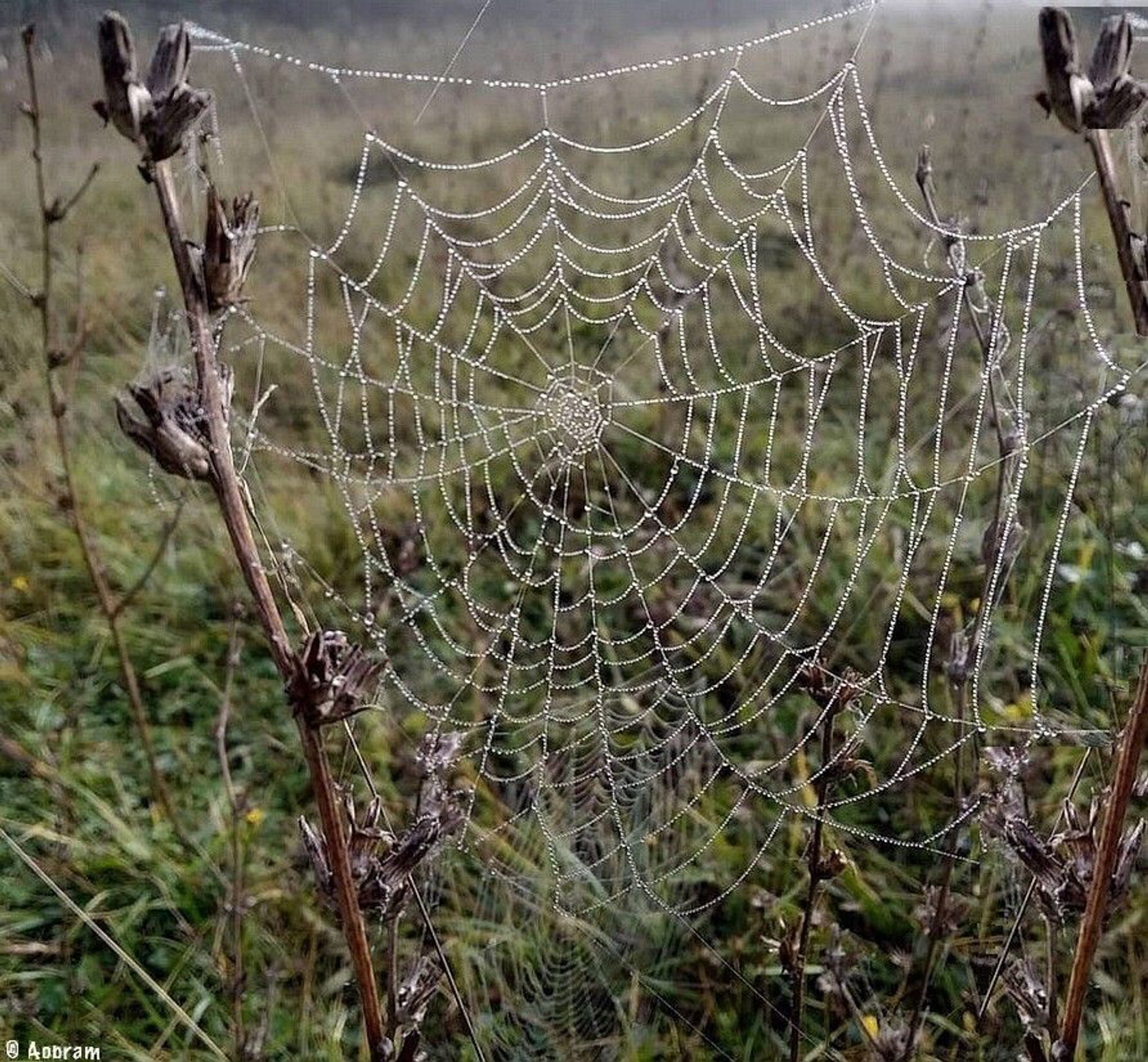 Foto van een spinnenweb vochtig van de dauw hangend tussen kale takken.