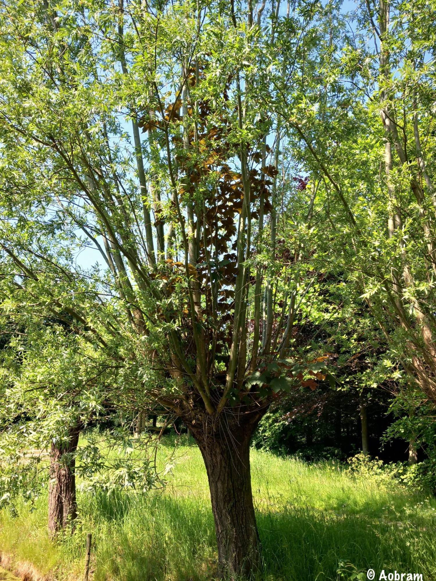 Willow with a purple-leaved maple tree growing in it.