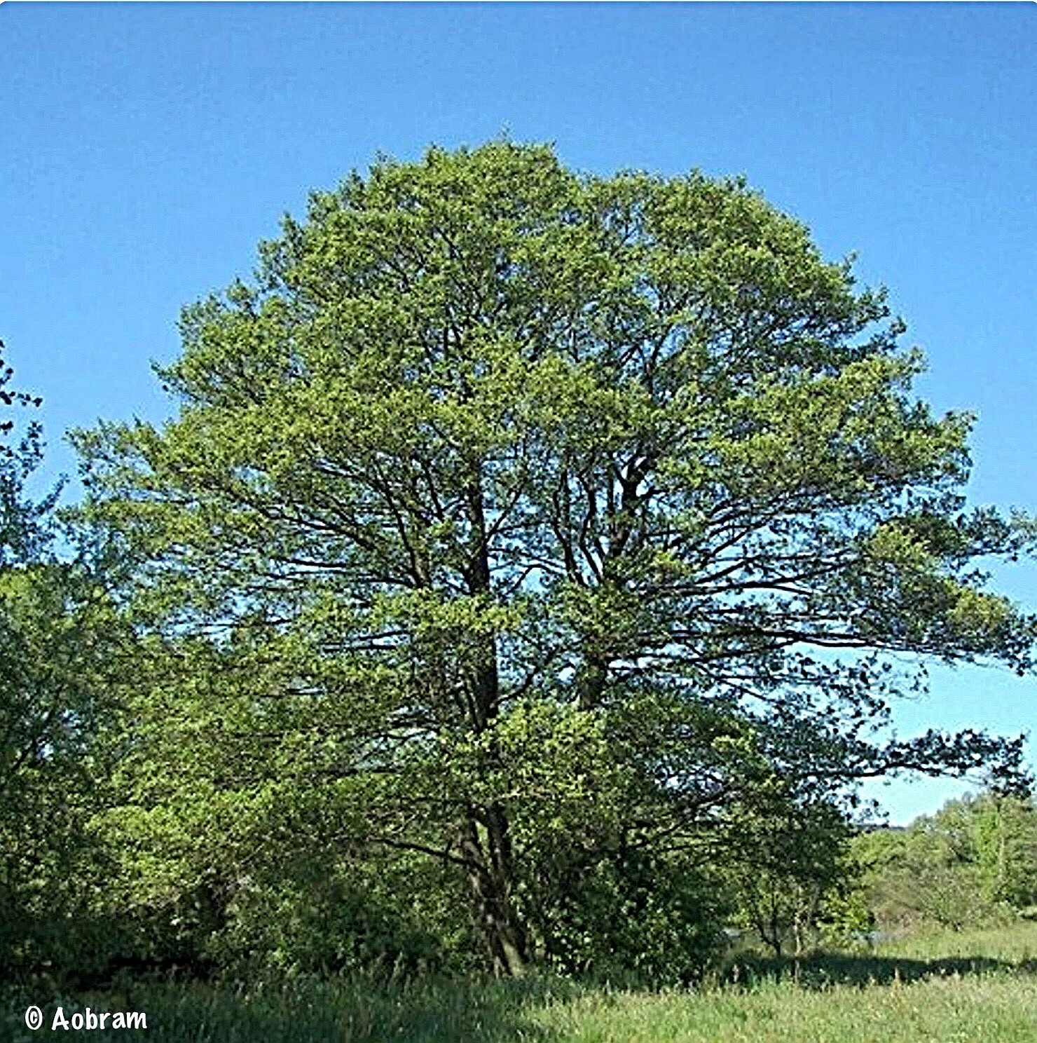 Double trunk beech tree.