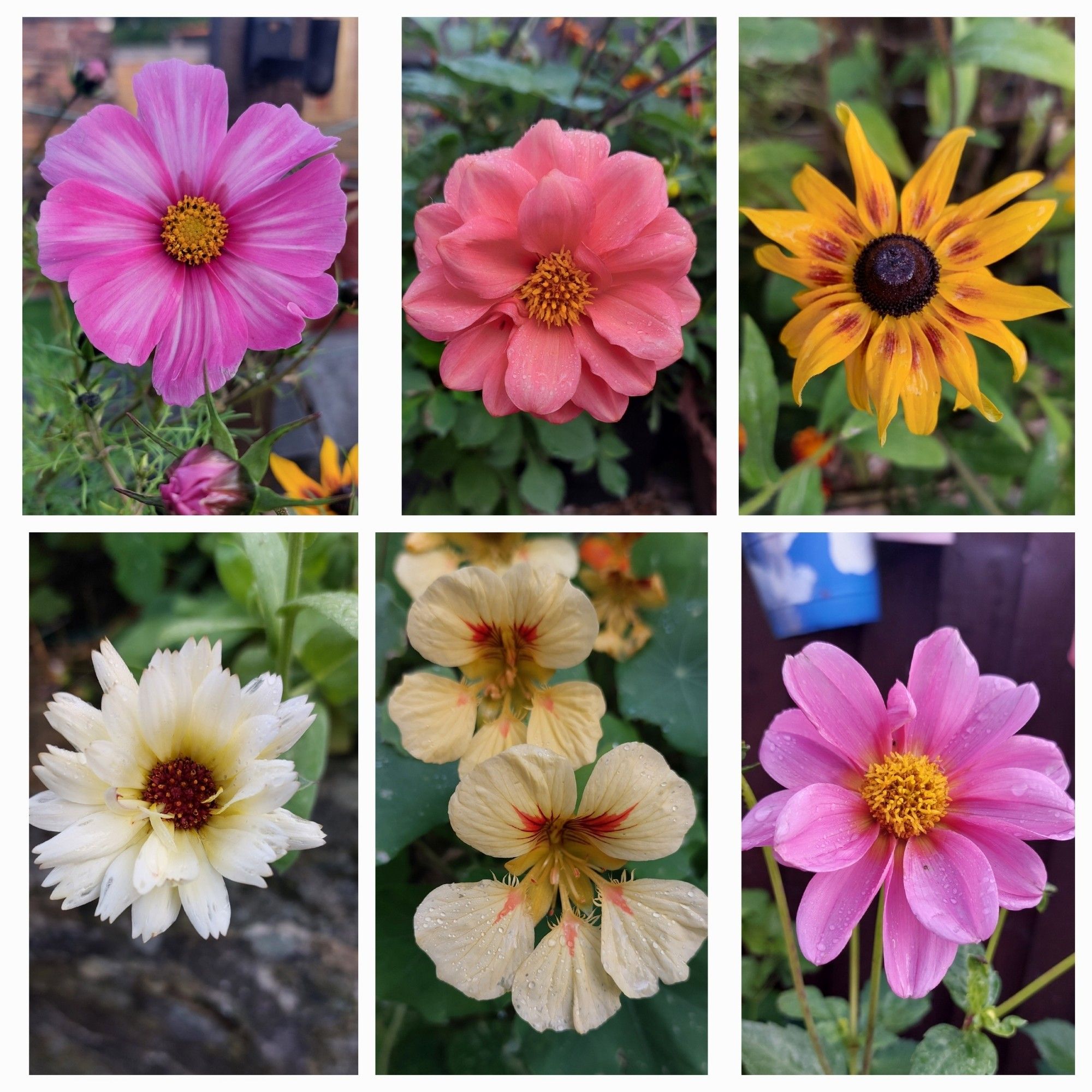 A collection of 6 flowers. Dhalia, cosmos, nast,  rudbeckia and calendula