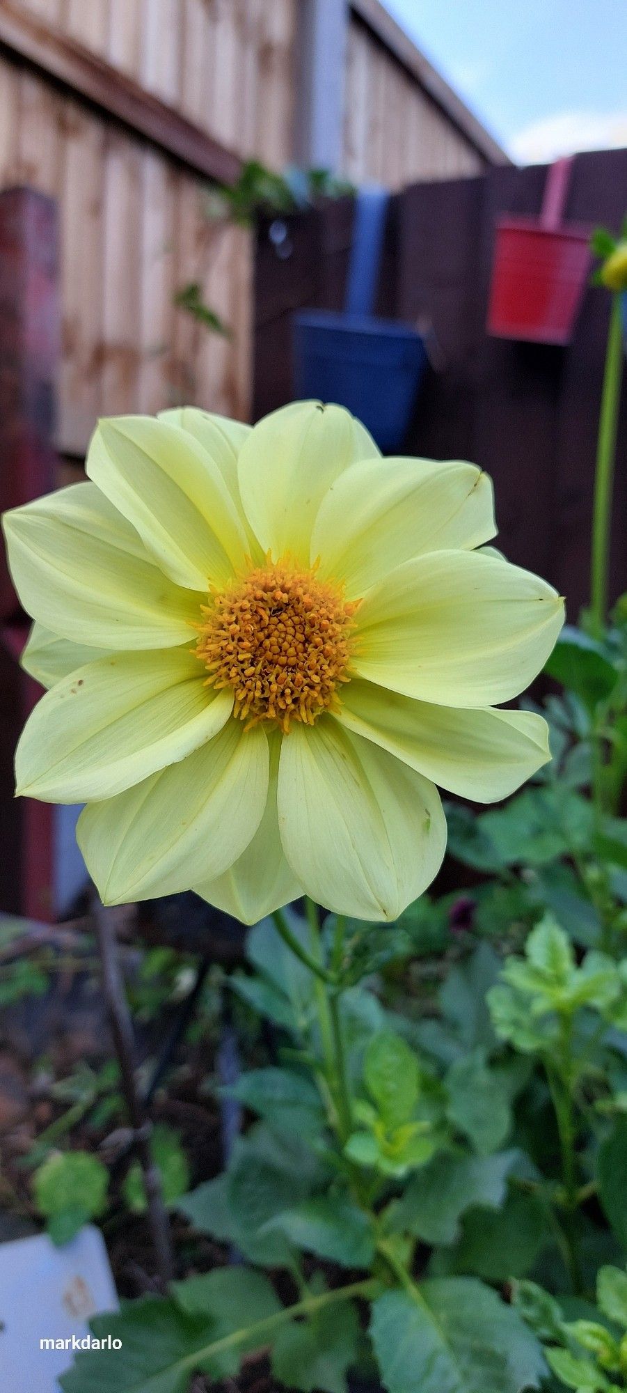 A pale yellow dhalia