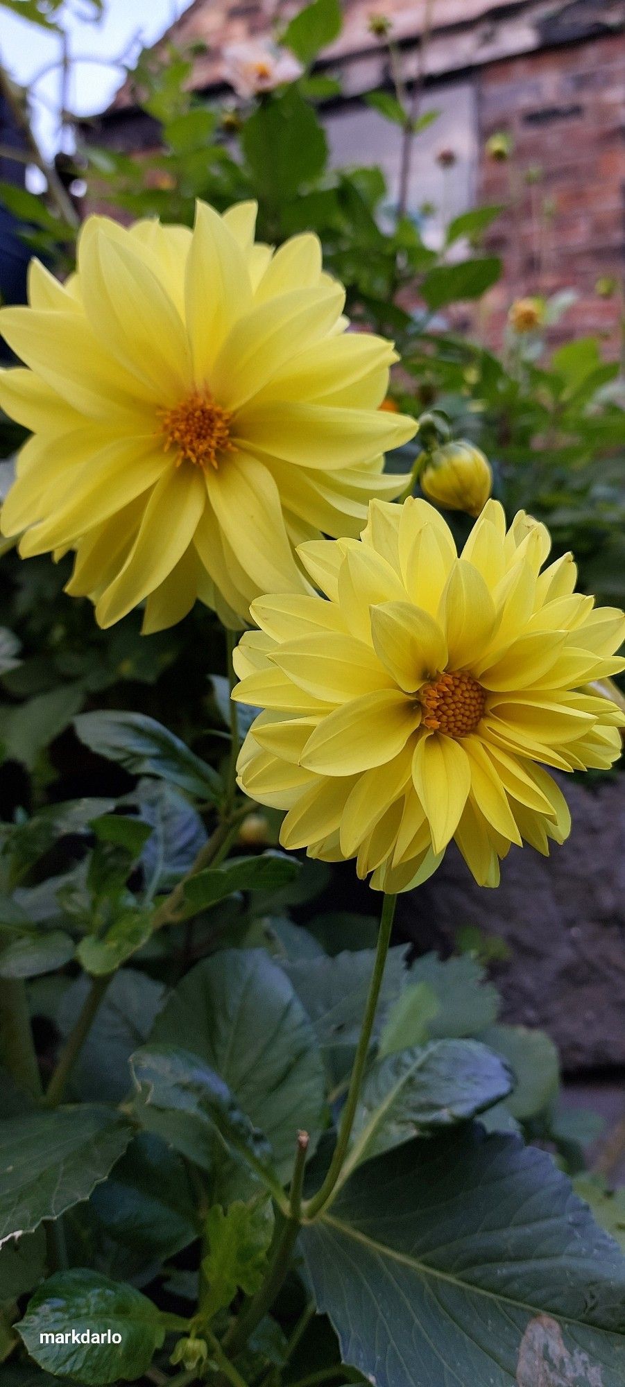 2 multilayered yellow dhalias