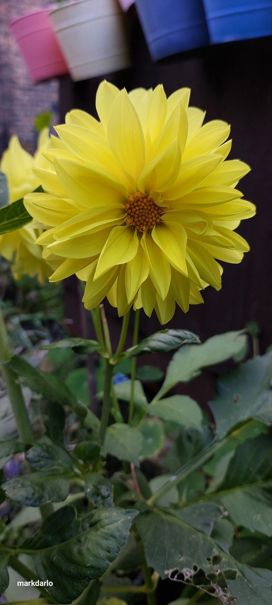 A layered puffy yellow dhalia