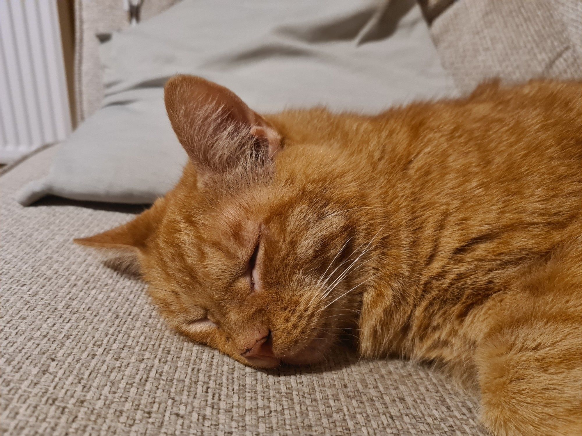 The head of a sleeping orange Tom cat