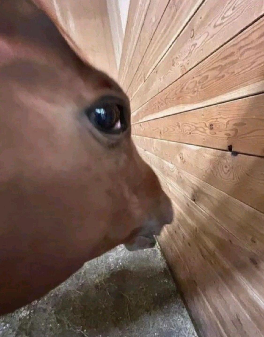 Extreme fisheye close up of a horse's eye, distorting the head and making the nose look long and rodent like (next picture is a similar shot of a different horse)