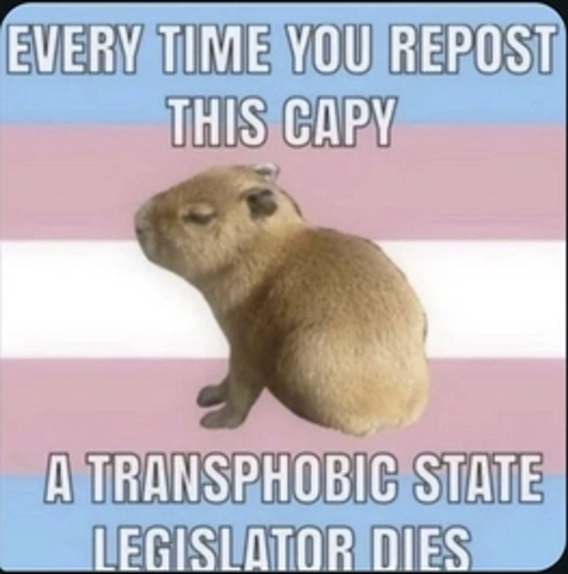 a capybara in front of a trans flag, captioned "every time you repost this capy, a transphobic state legislator dies"