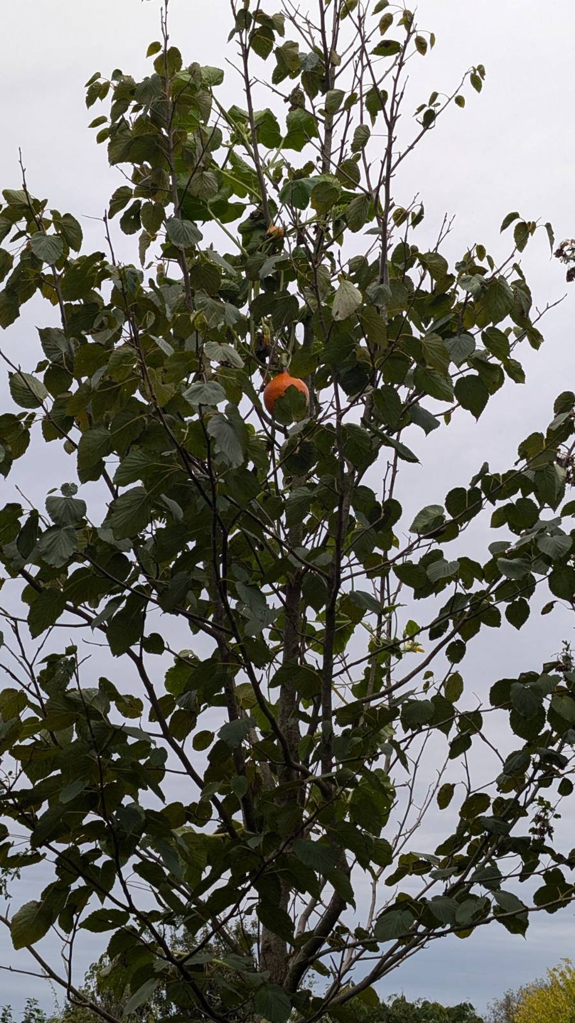 Foto eines Baumes vor grauem Himmel, oben nahe der Krone hängt ein leuchtend oranger Kürbis.