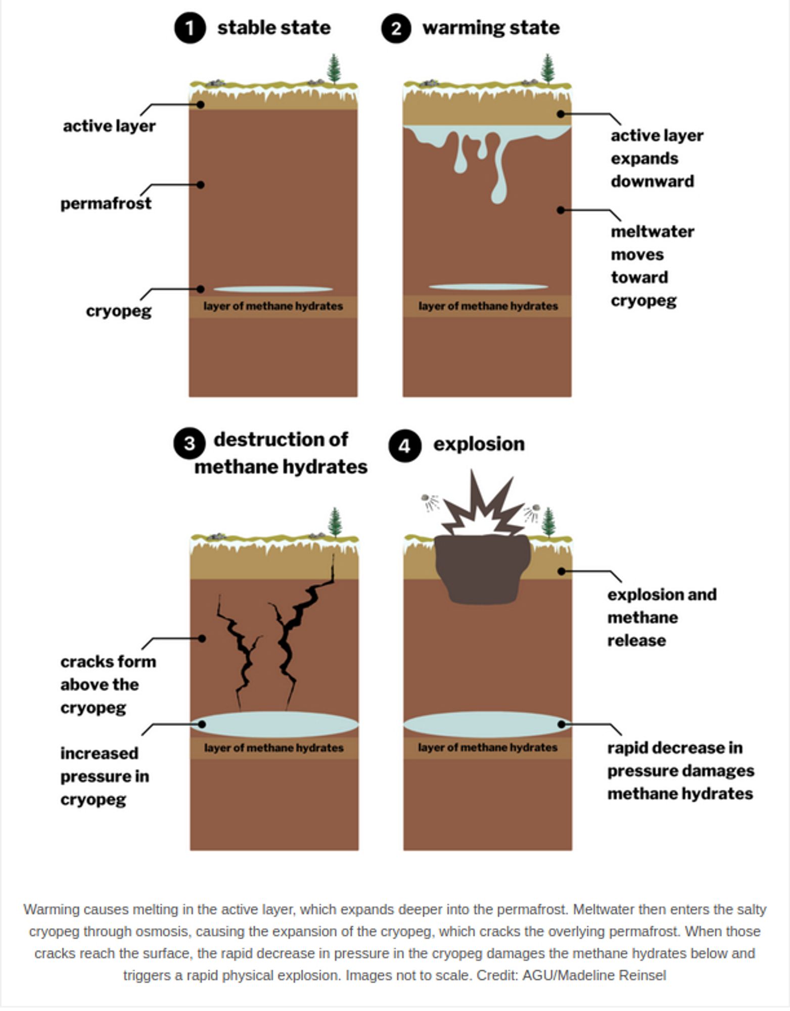 A picture how the process work: The authors say the pump was osmosis, which is how a fluid moves to equalize the concentration of substances dissolved in it. Salty water is a classic example. If a barrier exists that will allow water to pass, but not salt, pressure may build on the salty side as water flows to it.

The Yamal Peninsula’s thick, clayey permafrost acts as an osmotic barrier — and warming is changing it. This 180 to 300-meter (590 to 980-foot)-thick layer stays permanently frozen throughout the year. An “active layer” of topsoil above it thaws and re-freezes seasonally.

Interspersed throughout the tundra and sandwiched within the permafrost lie unusual, one-meter-thick layers of unfrozen, high-salinity water called crypogegs, kept liquid by a combination of pressure and salinity. Underneath the cryopegs sits a layer of crystallized methane-water solids, called methane hydrates, which are kept stable by high pressure and low temperature.