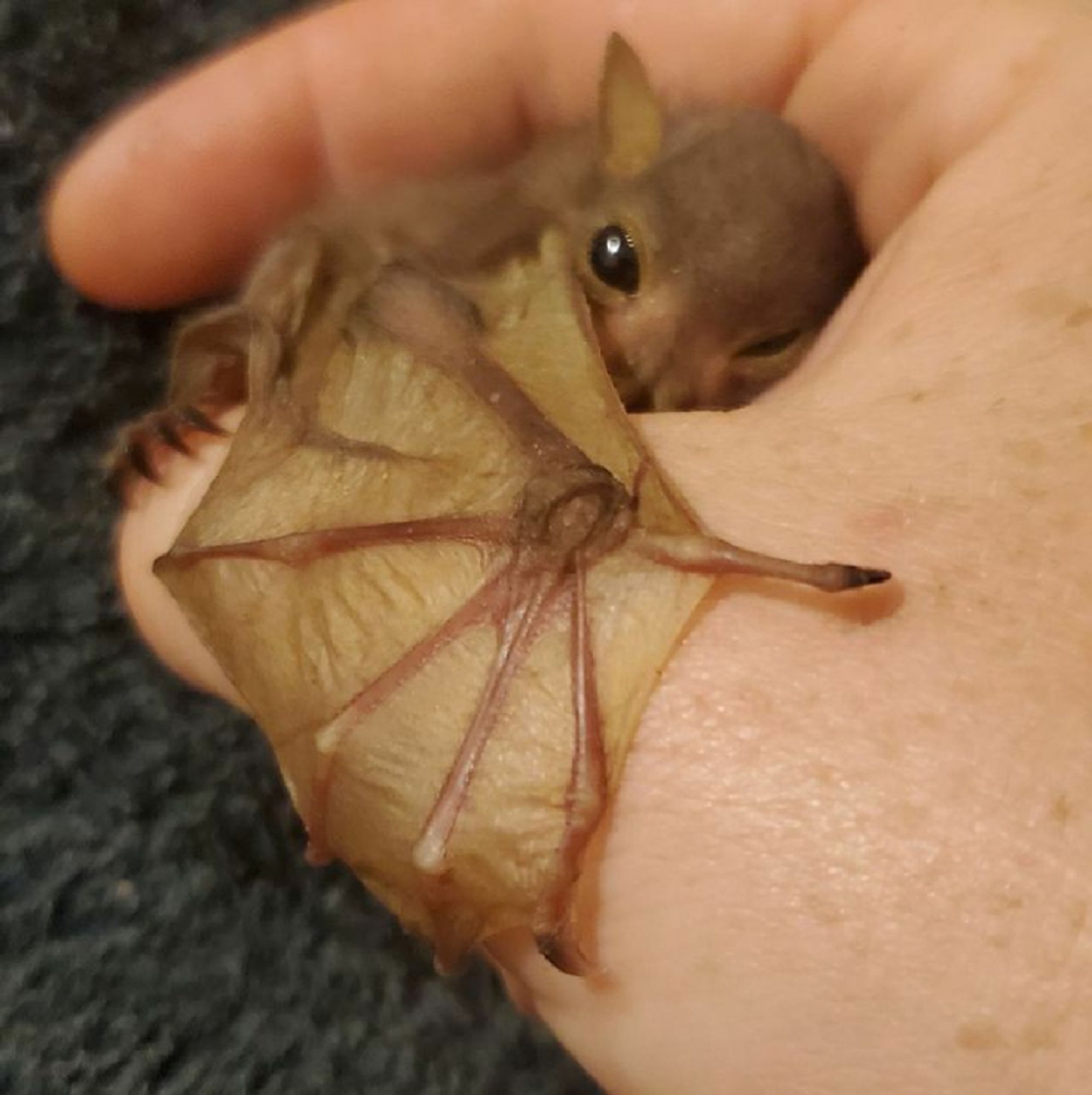 Baby bat nestled on a hand, wing stretched out over thumb like its hugging and peakong out over its wing like a blanket