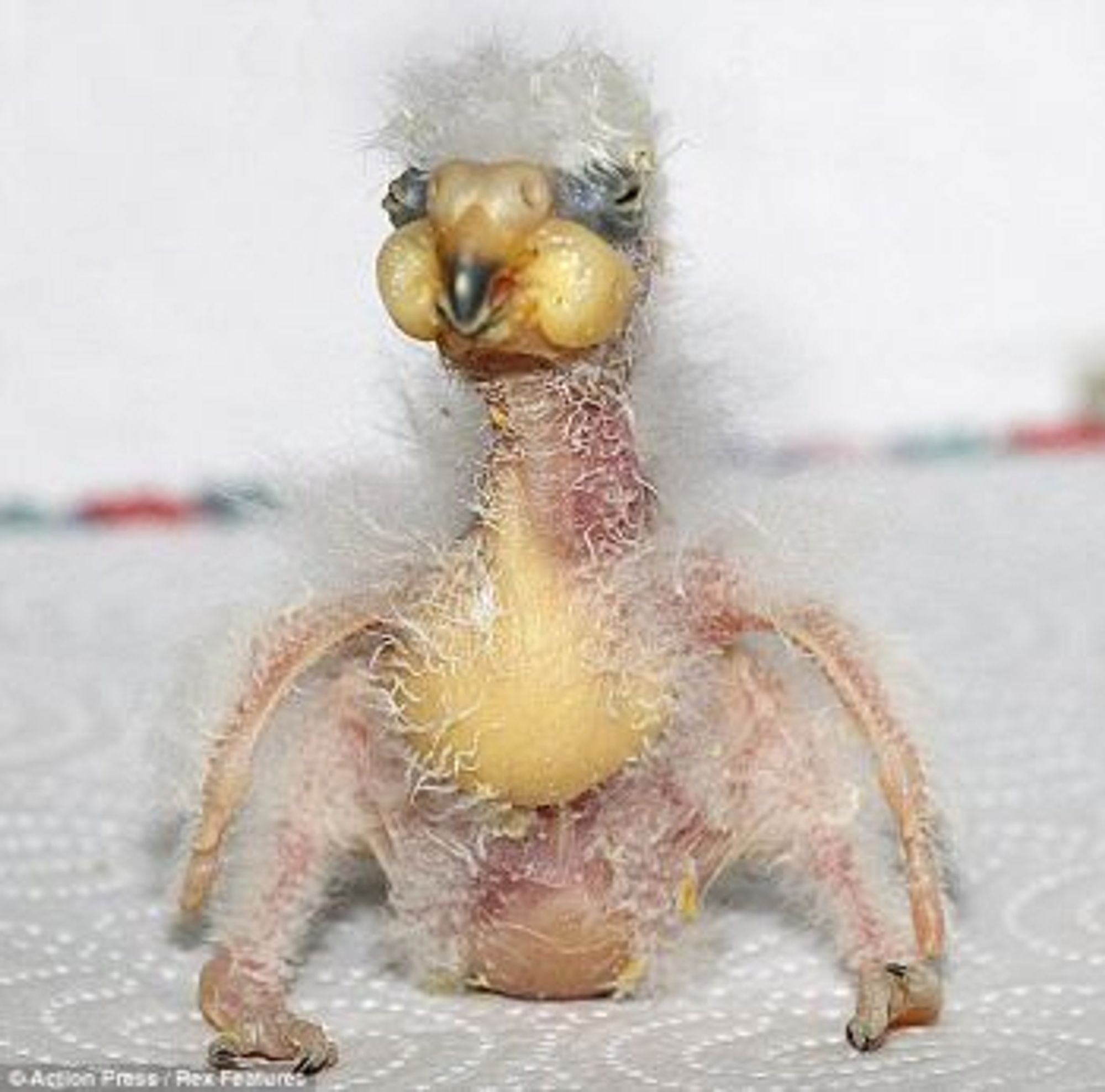 Baby kea, a bald monster baby with white feathers