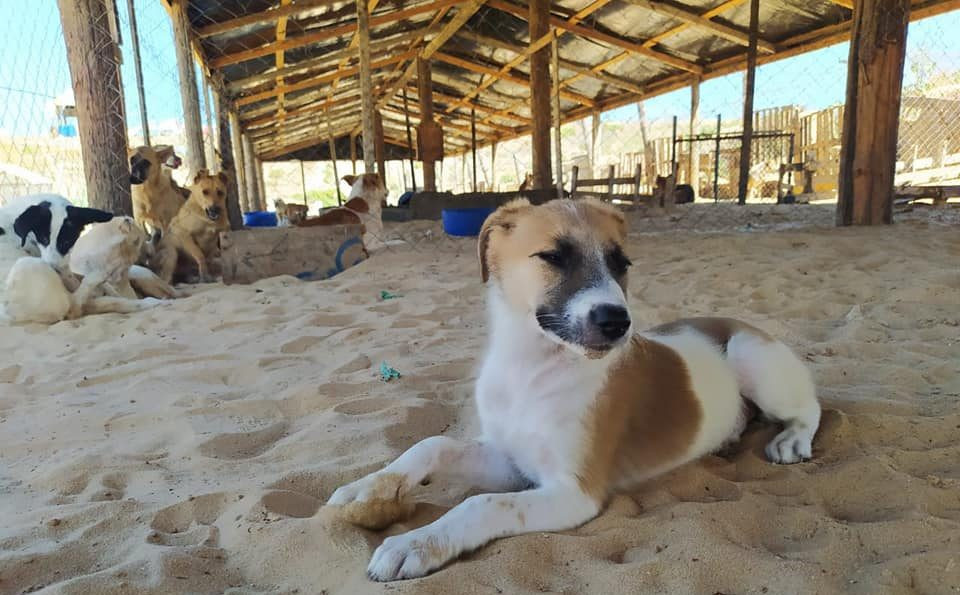 Rescue dogs from the Sulala Animal Shelter in Gaza.