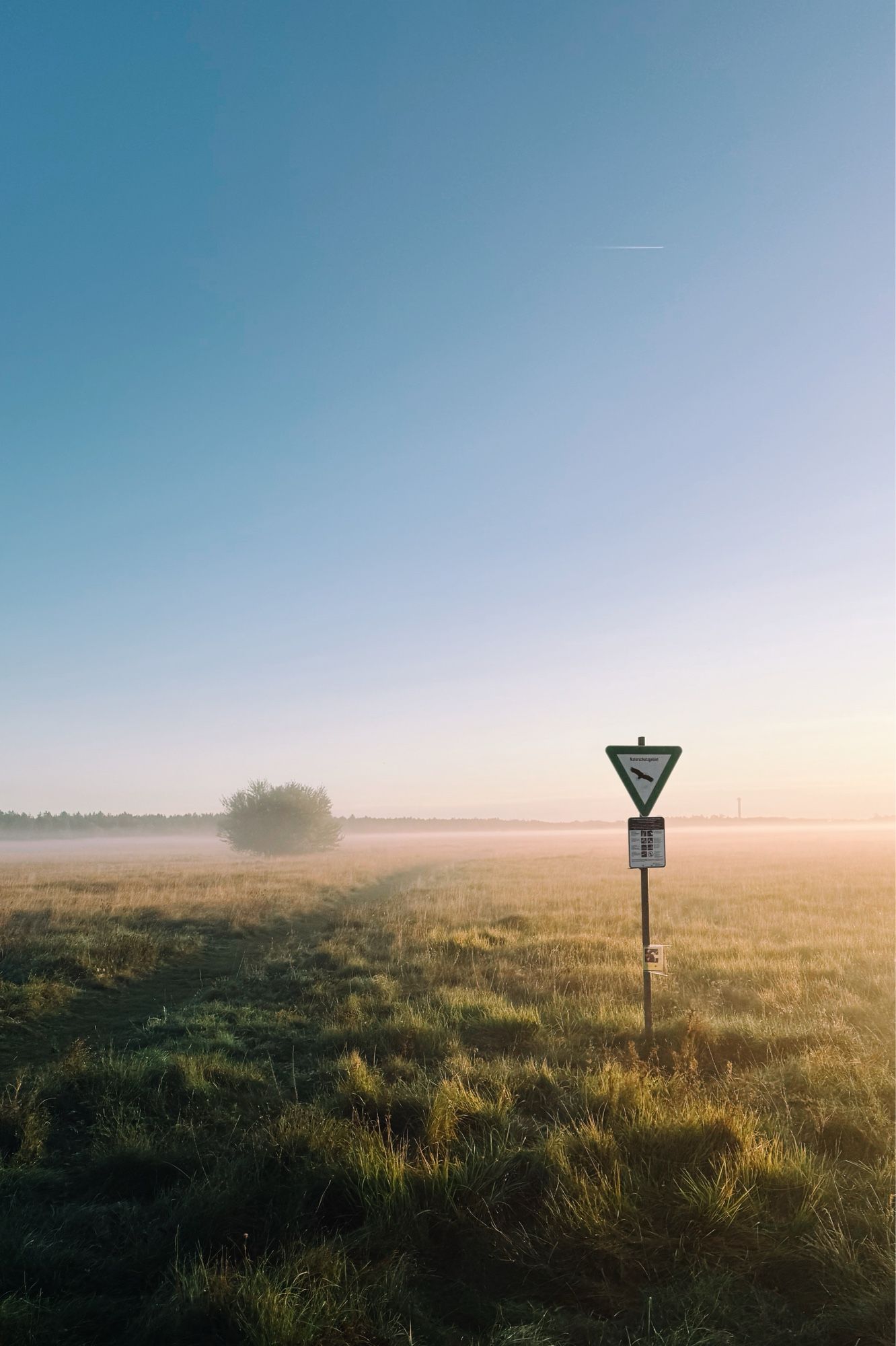 Wiese mit Busch und einem Schild. Morgendlicher Bodennebel.